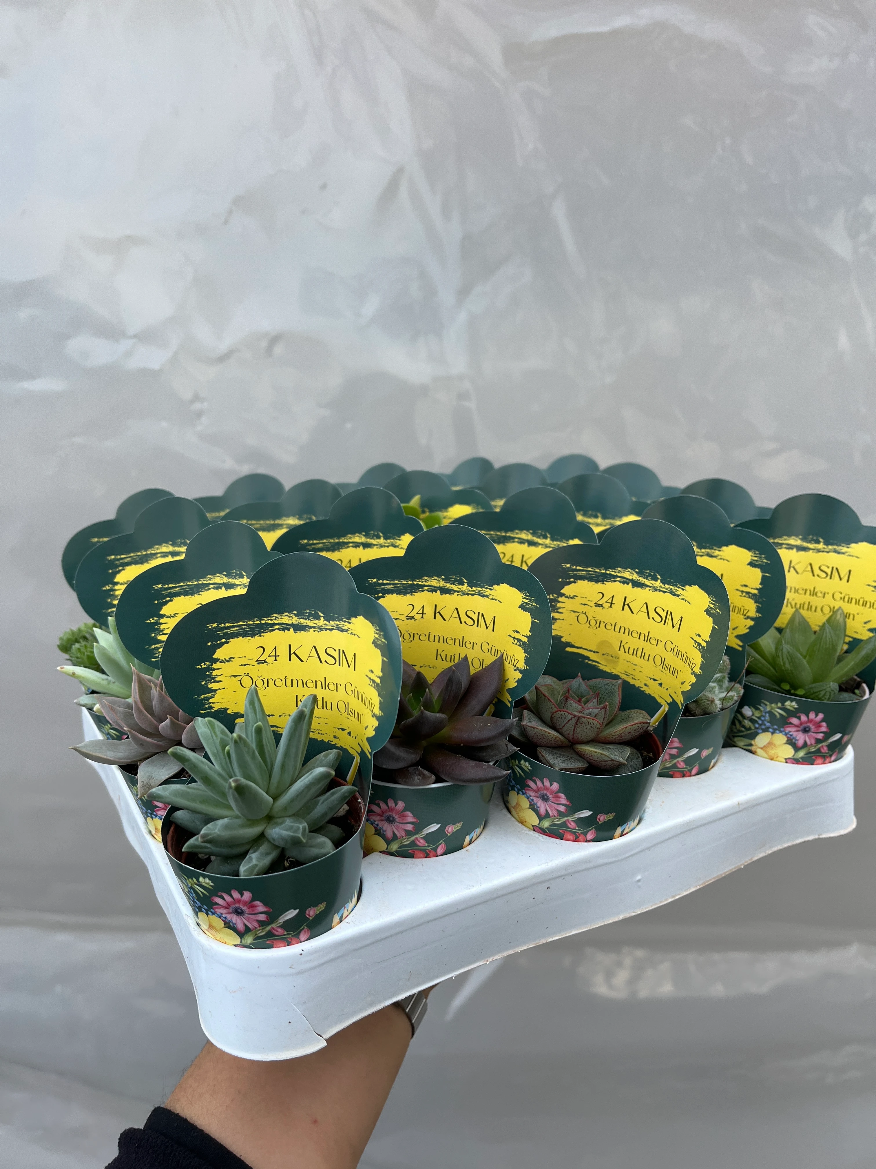 24 KASIM ÖĞRETMENLER GÜNÜNE ÖZEL 10’lu SUKULENT SET
