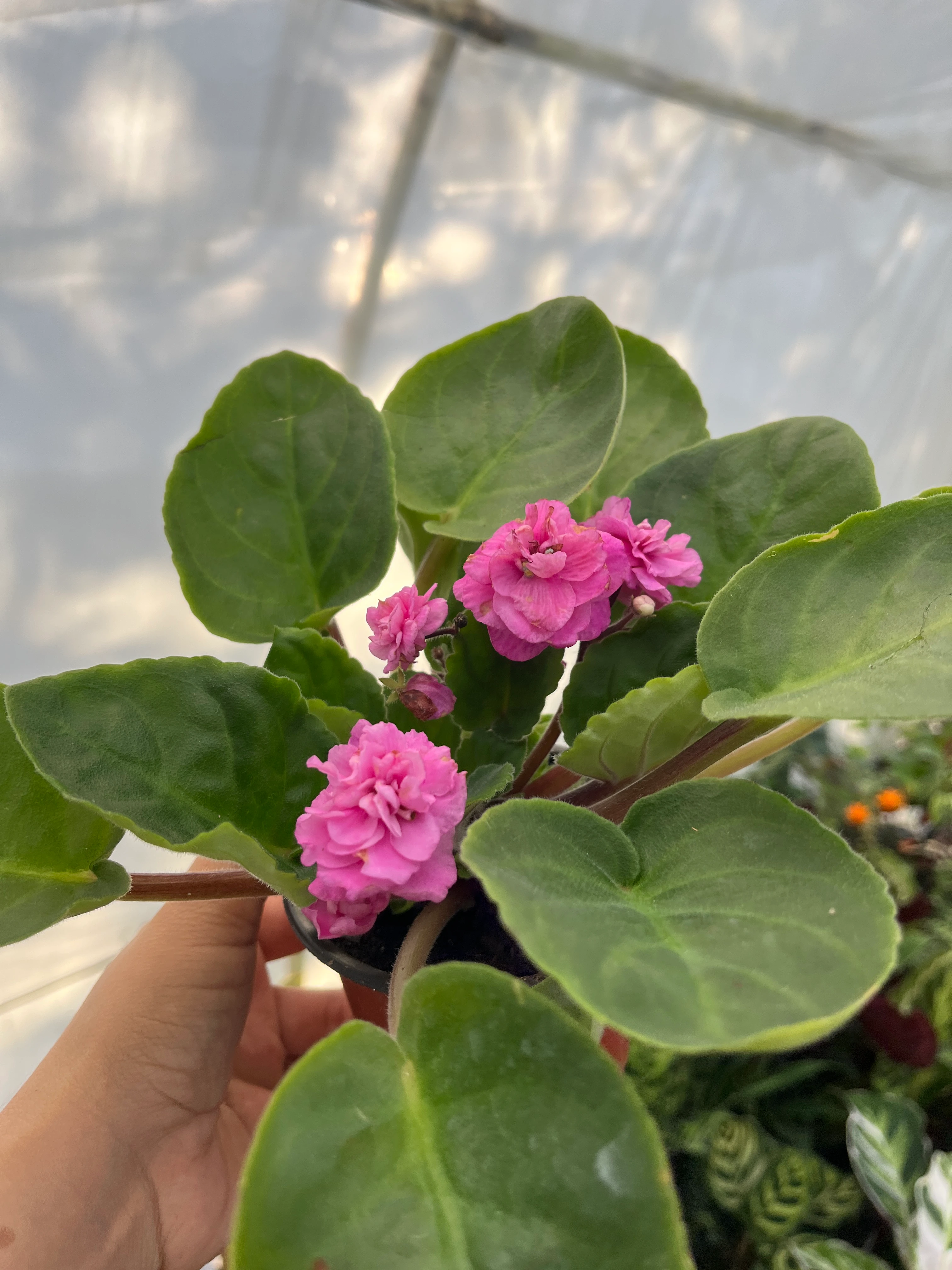 Afrika Menekşesi Pembe Katmerli