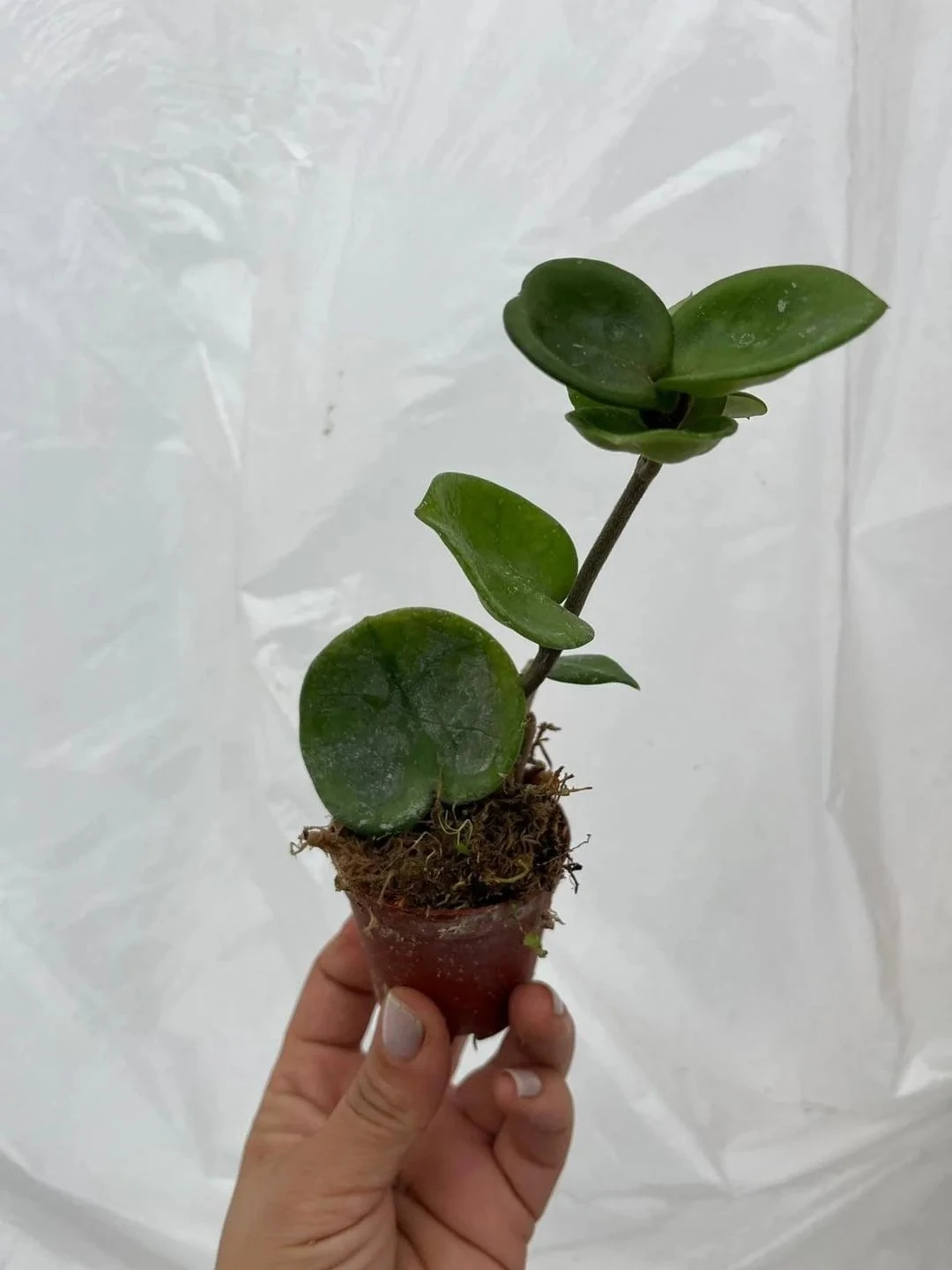 Hoya Big Raund Chelsea Mum Çiçeği 5,5lik Saksıda