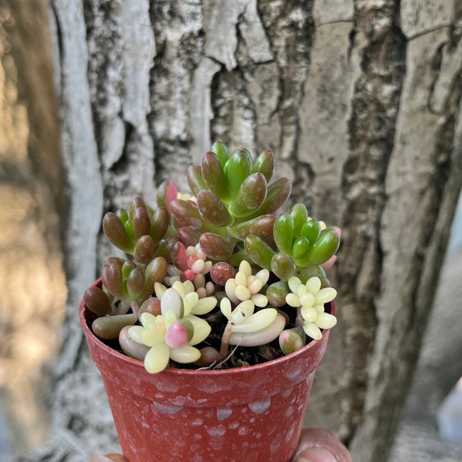 Jelibon Sukulent Variegata