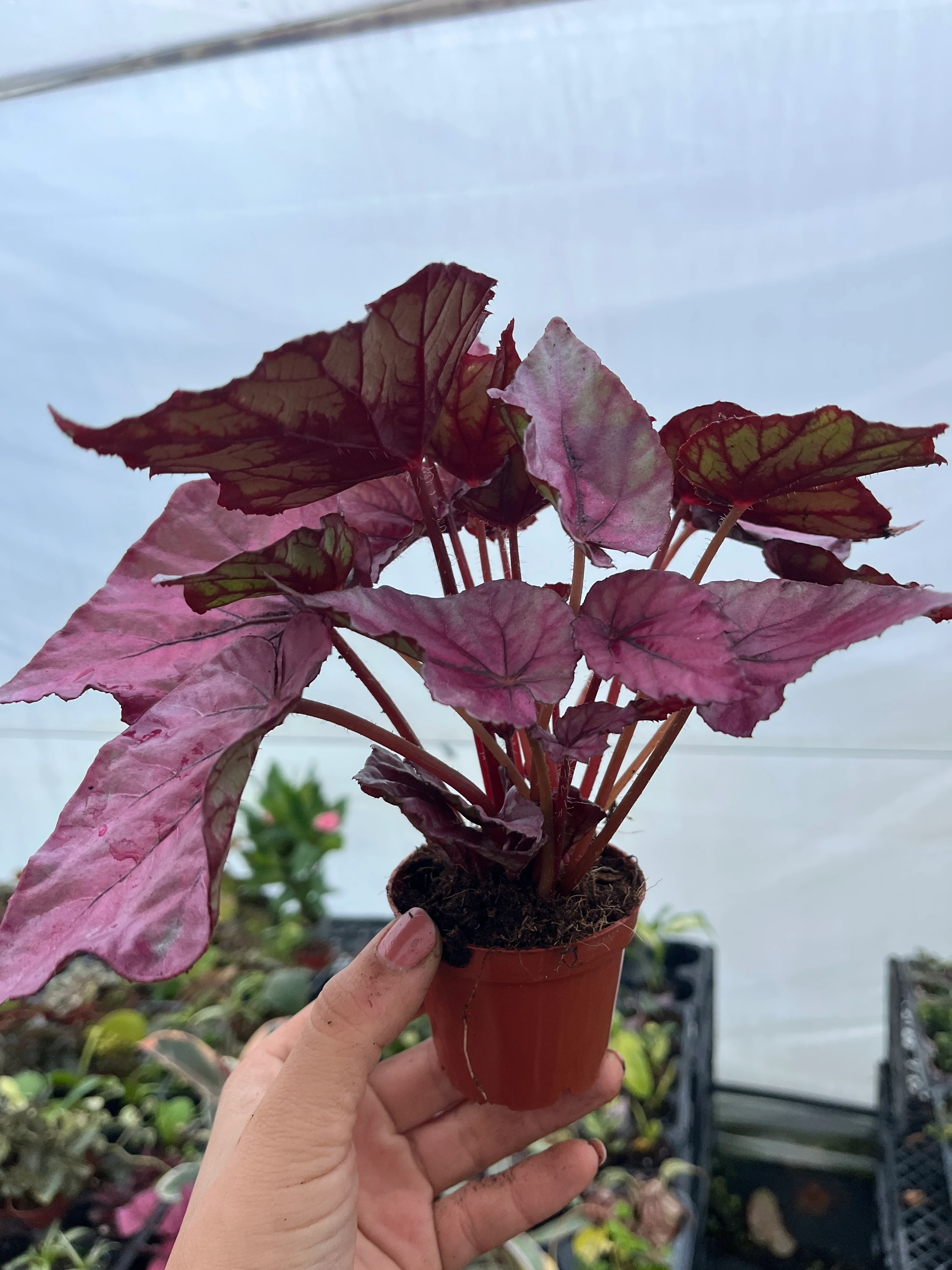 Rex Begonia Inca Flame