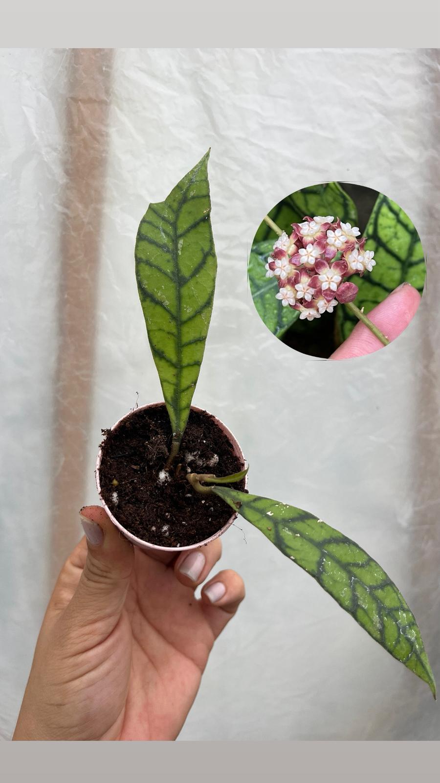 Hoya Callistophylla Kal-15 Mum Çiçeği 5,5lik Saksıda