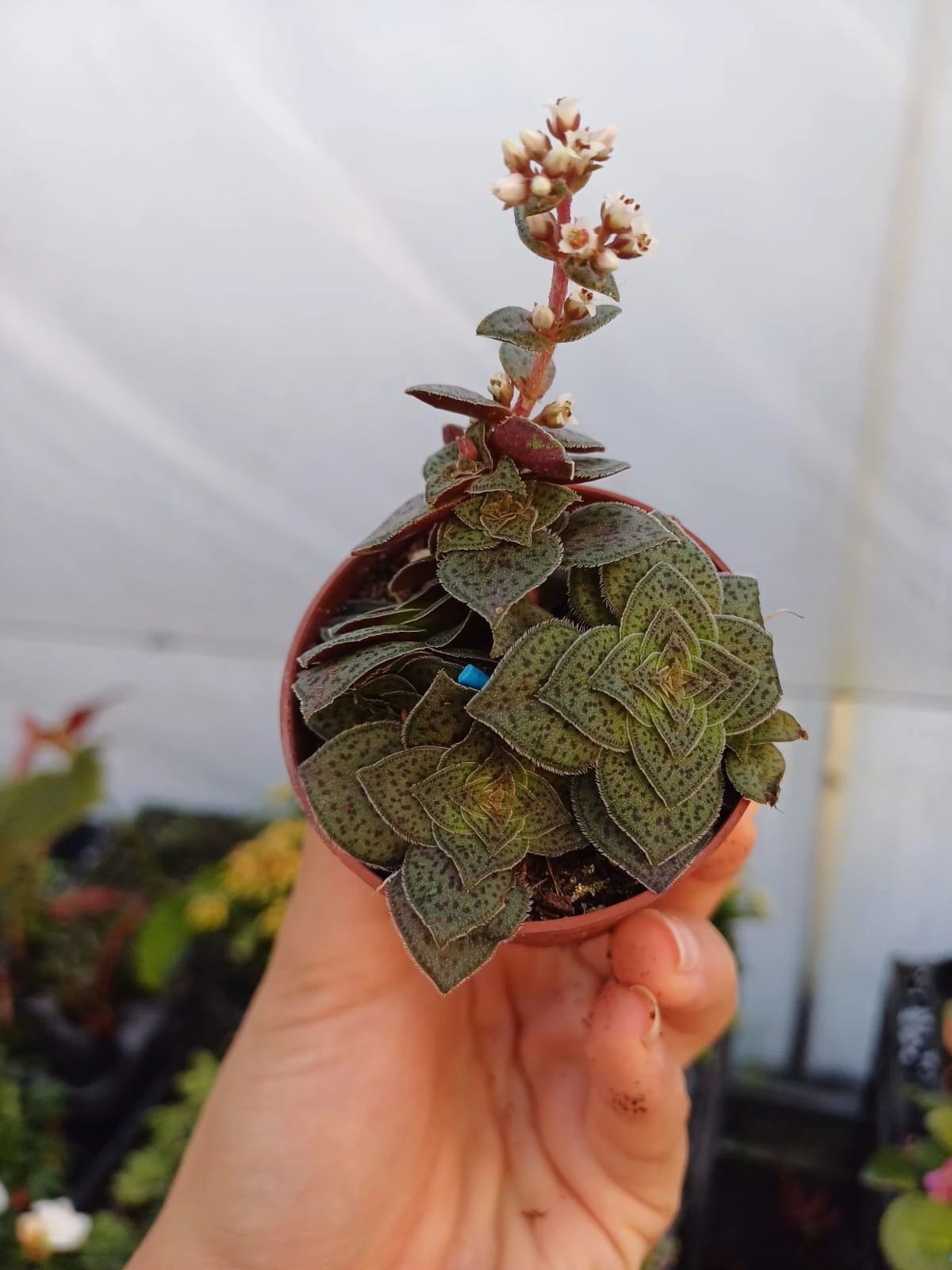 Crassula Exilis 