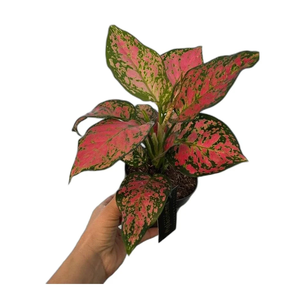 Aglaonema Pink