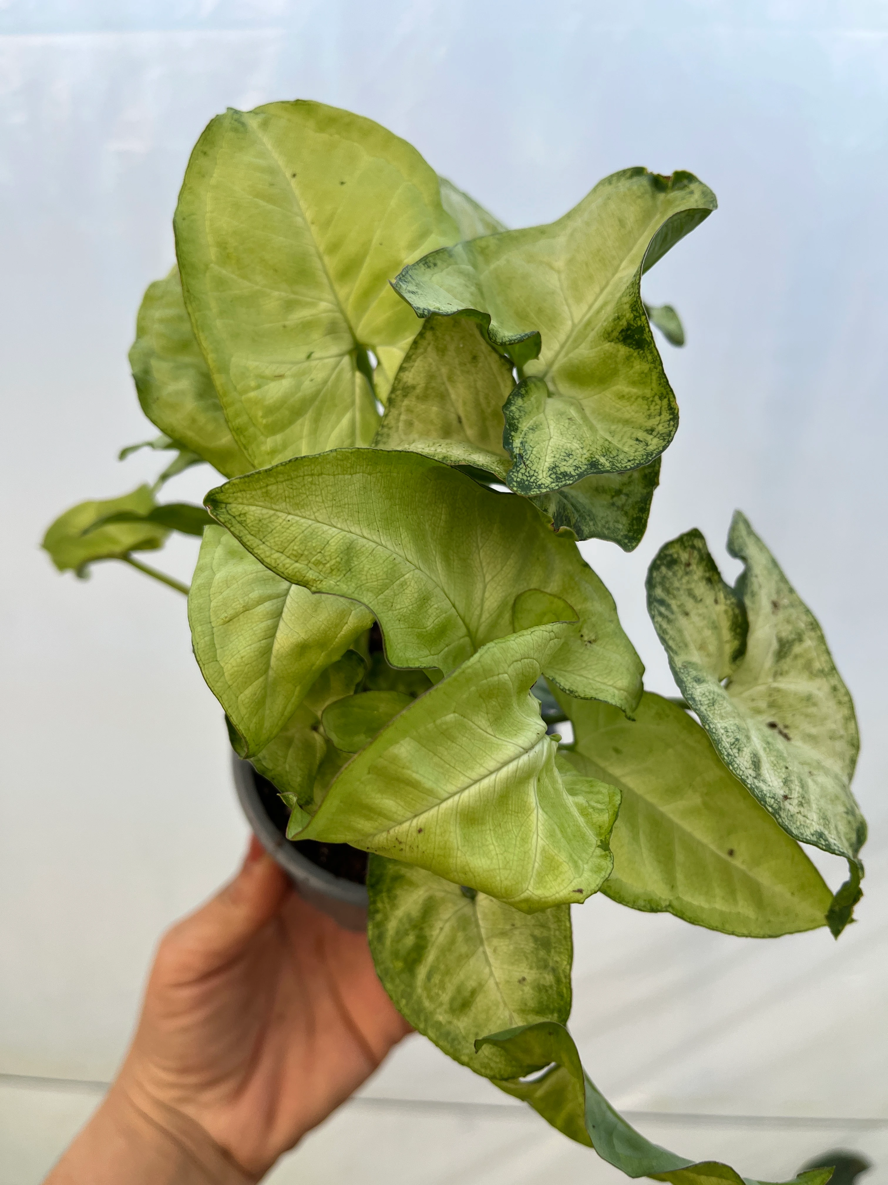 Syngonium Melek Kanadı White