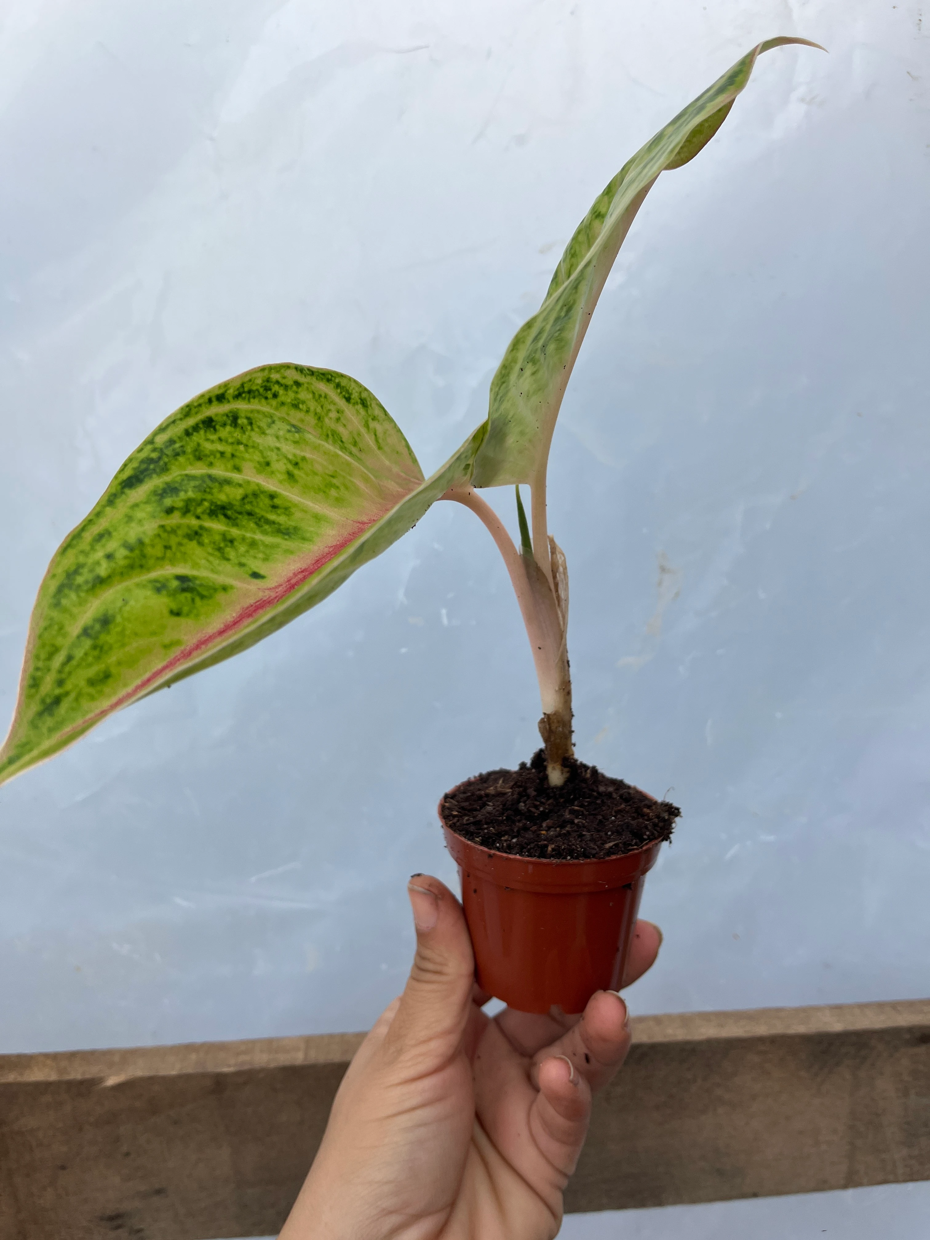 Aglaonema Iguna red fide