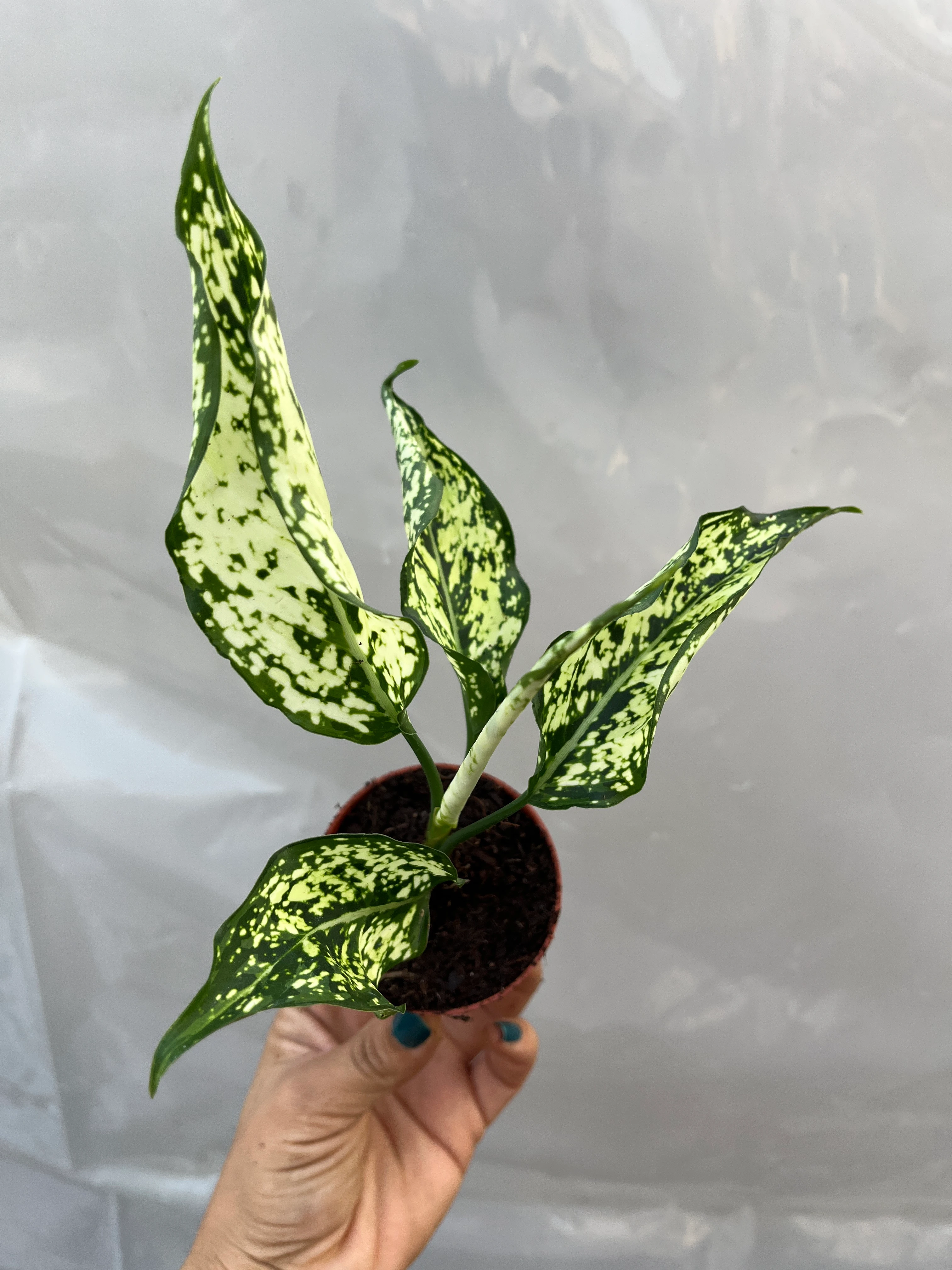 Aglaonema White Fide