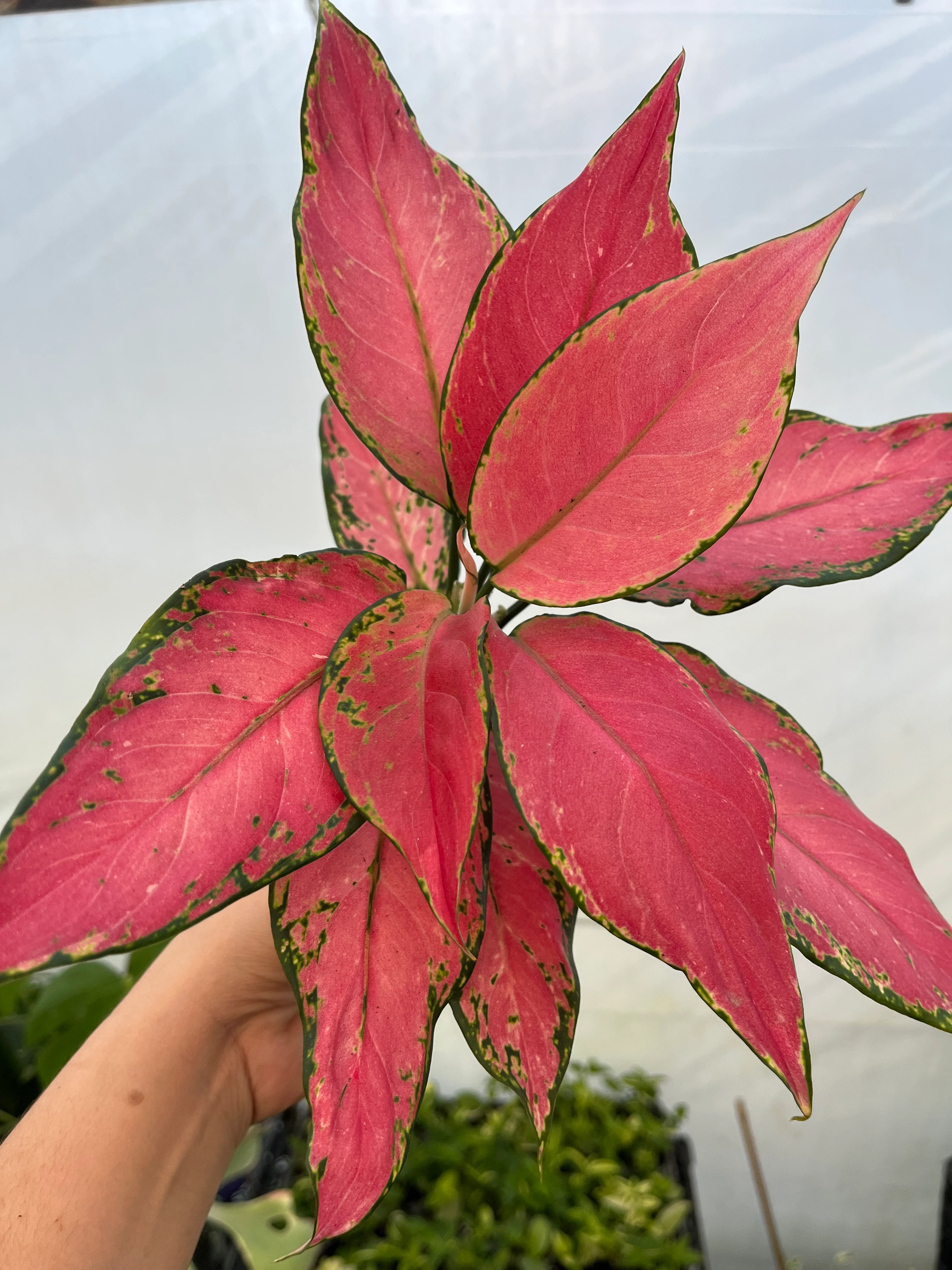 Aglaonema Pink