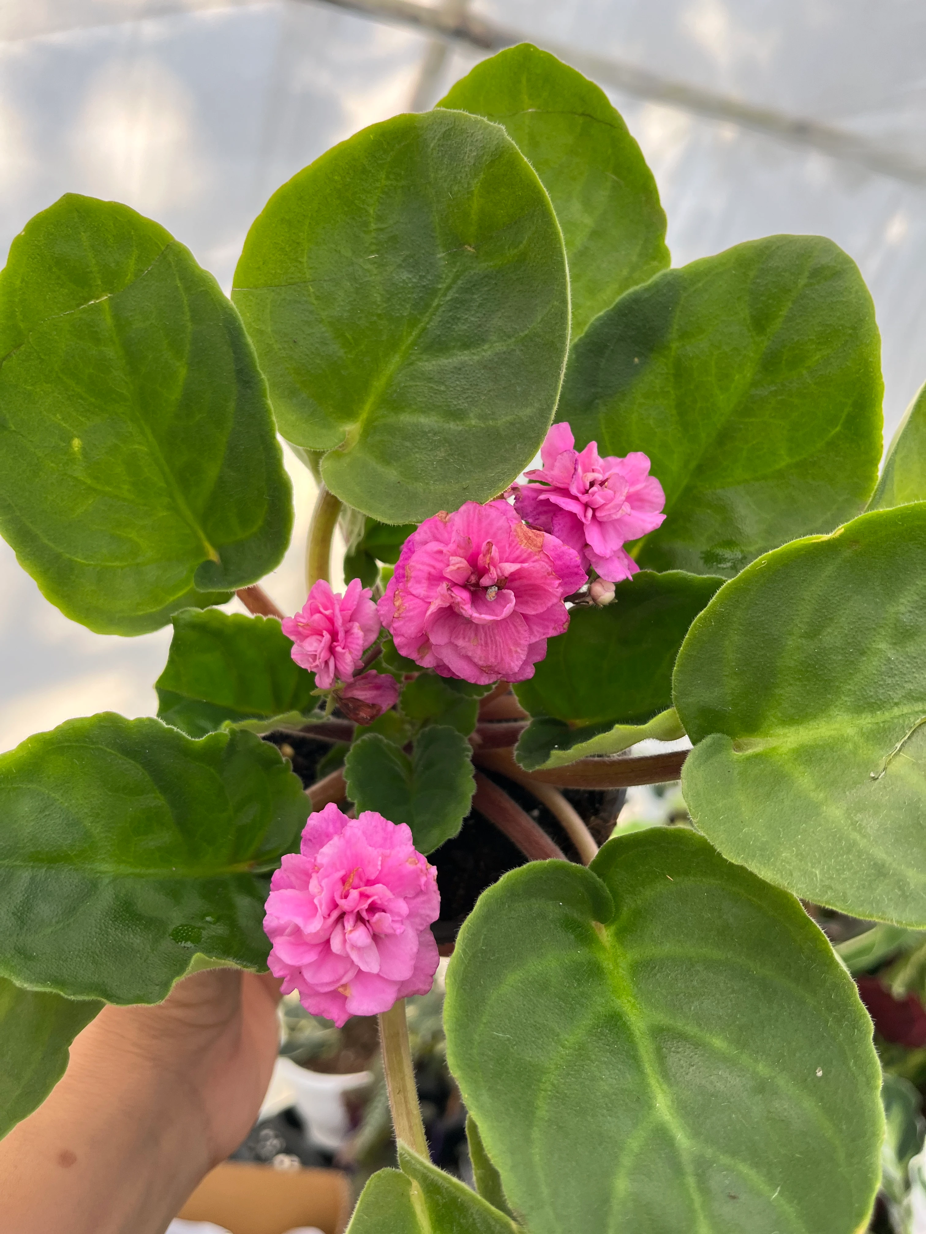 Afrika Menekşesi Pembe Katmerli