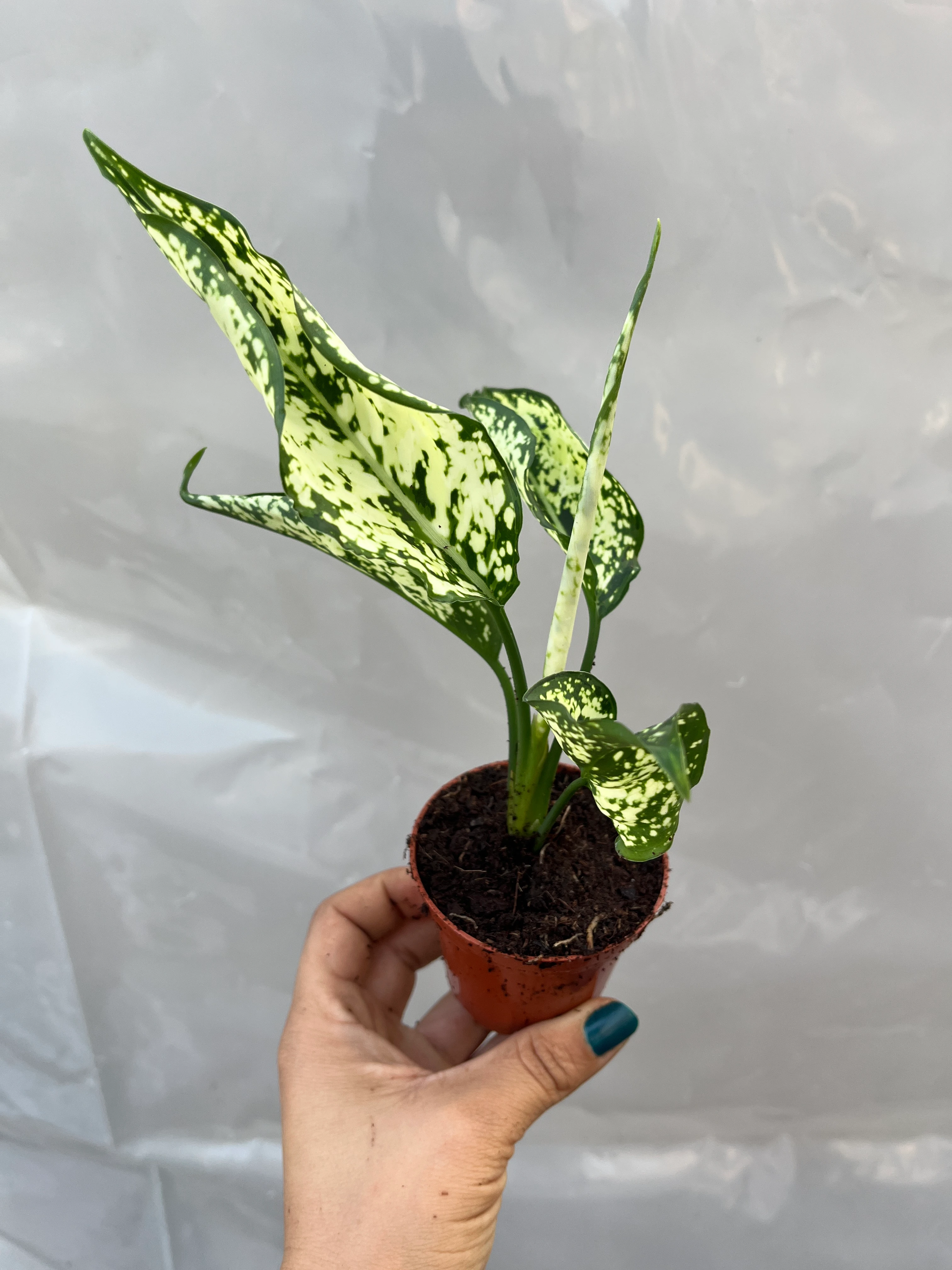 Aglaonema White Fide
