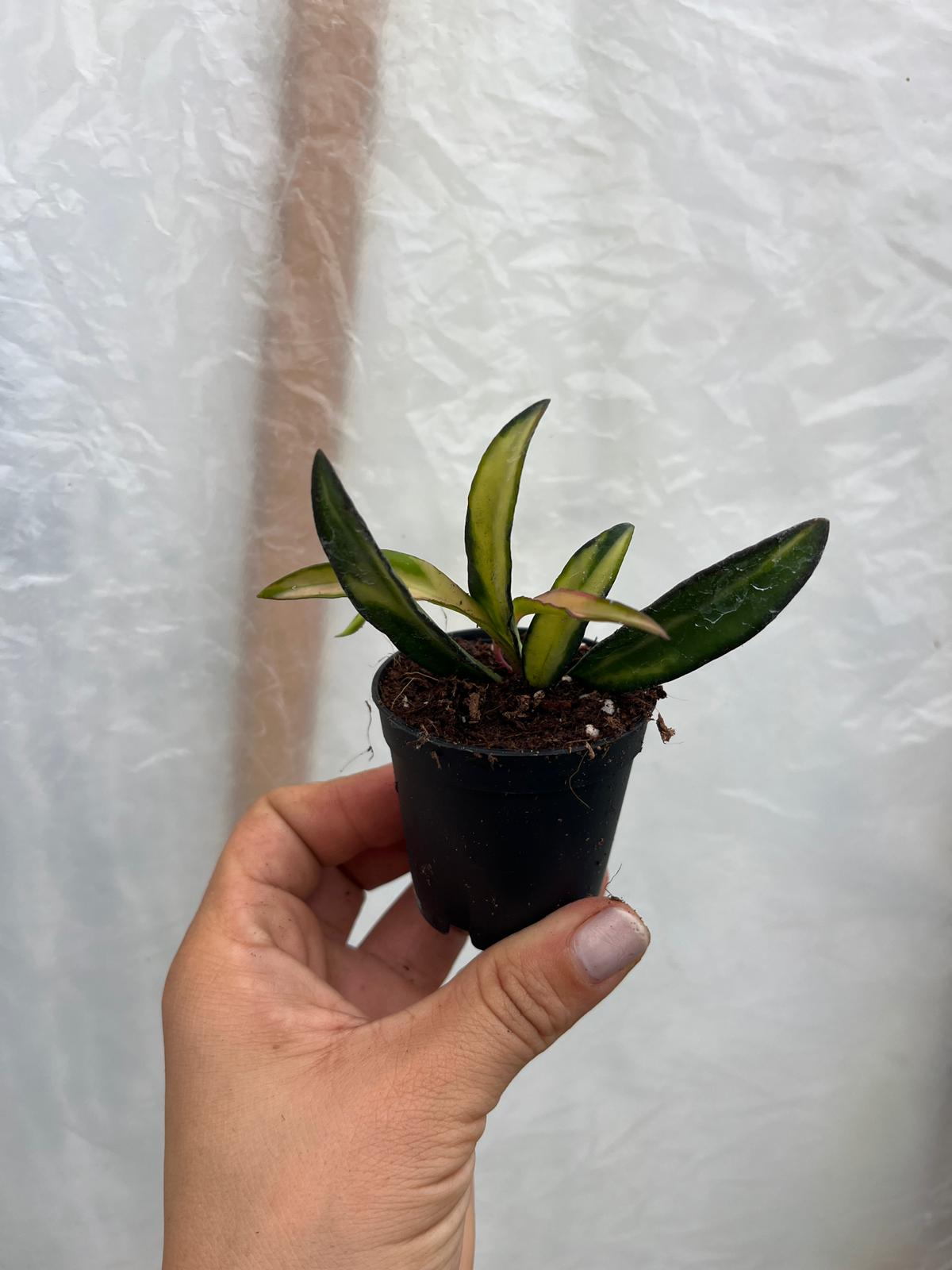 Hoya Wayetii Tricolor Mum Çiçeği Fidesi 5,5lik Saksıda 