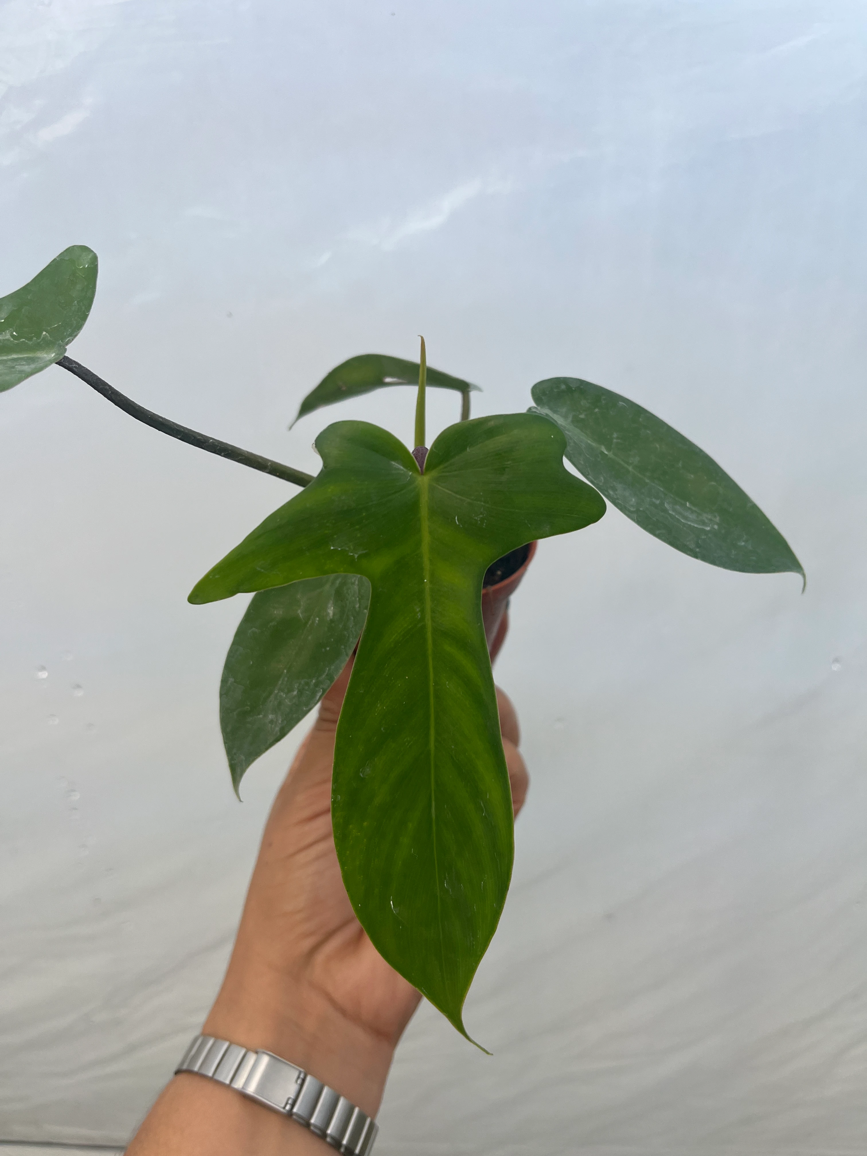Philodendron Florida Green