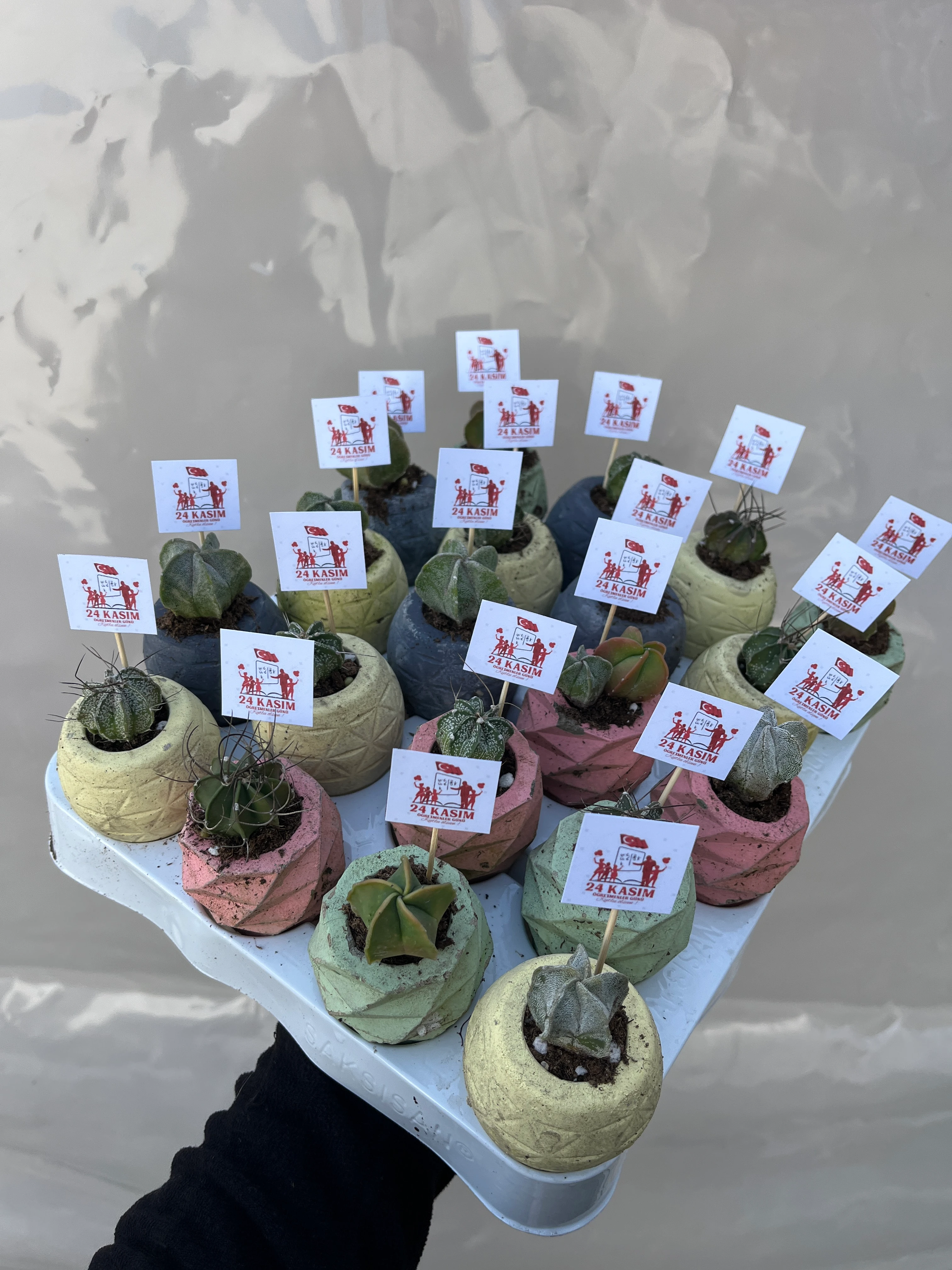 24 Kasım Öğretmenler Gününe Özel 10 Adet Kaktüs Set 