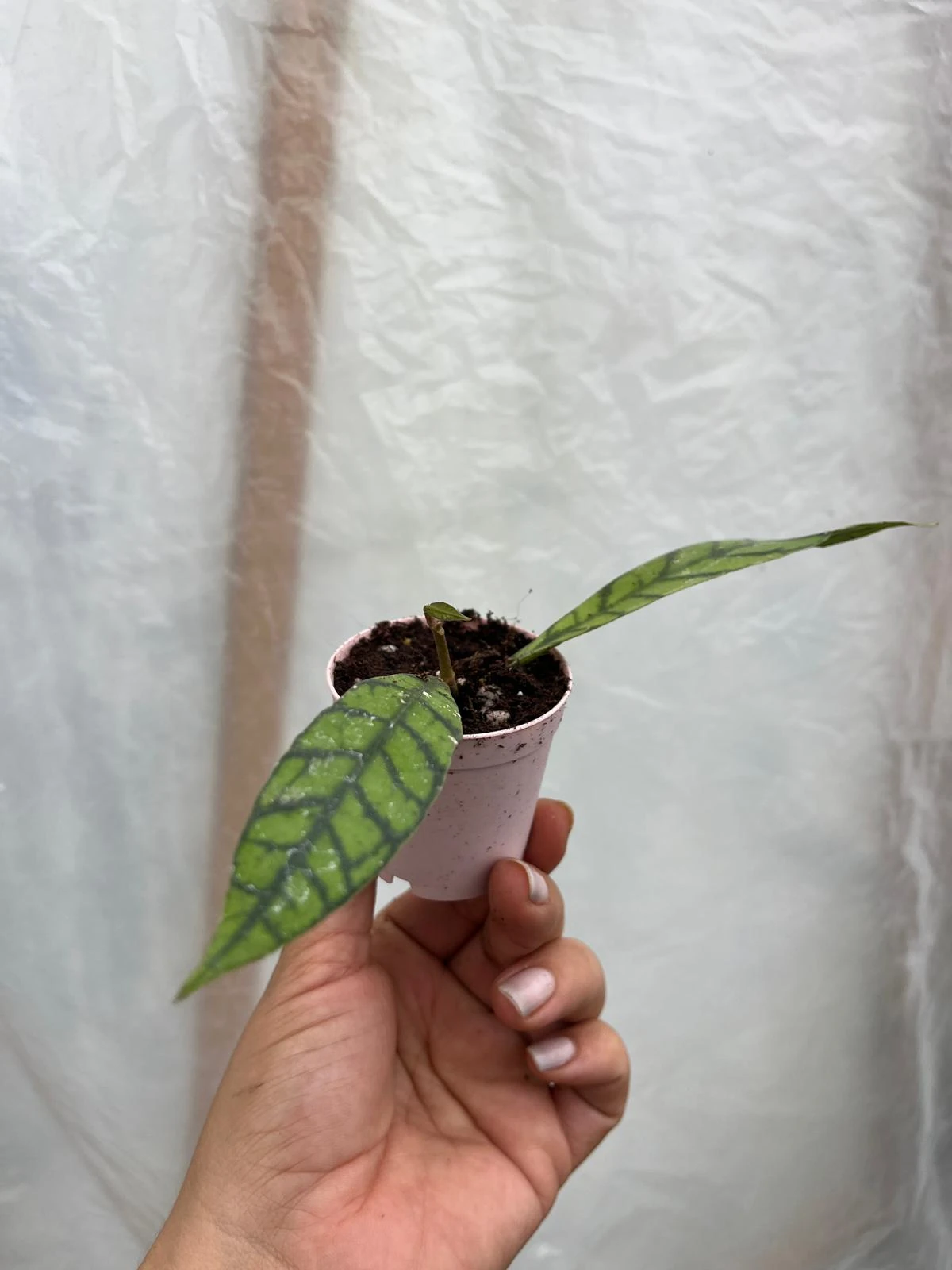 Hoya Callistophylla Kal-15 Mum Çiçeği 5,5lik Saksıda