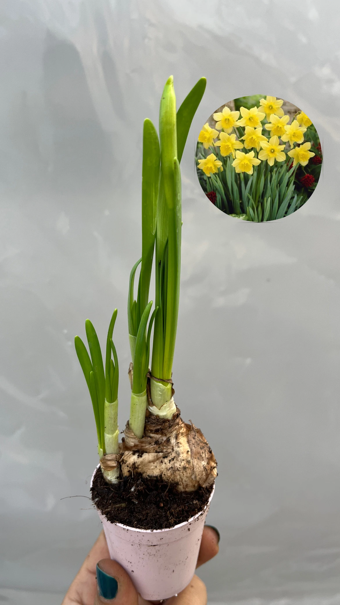 Nergis Soğanı Sarı Filizli