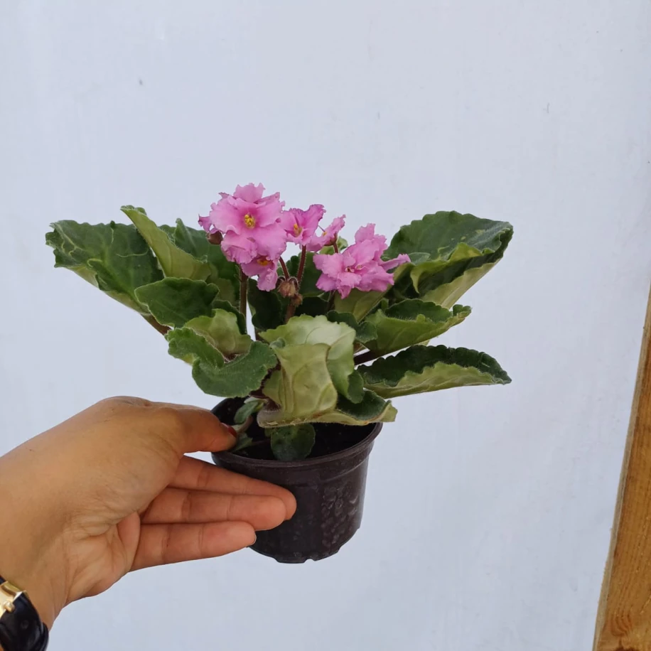 Afrika Menekşesi Pembe