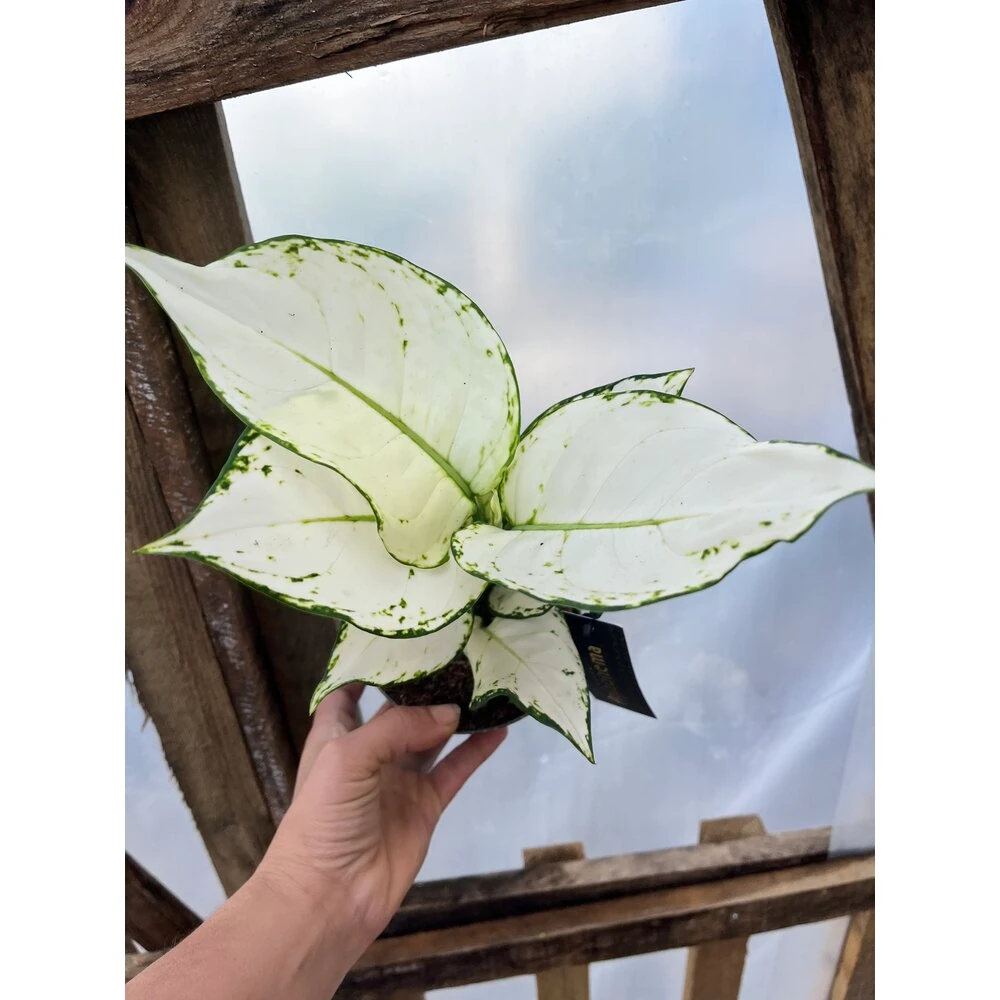 Aglaonema White Joy