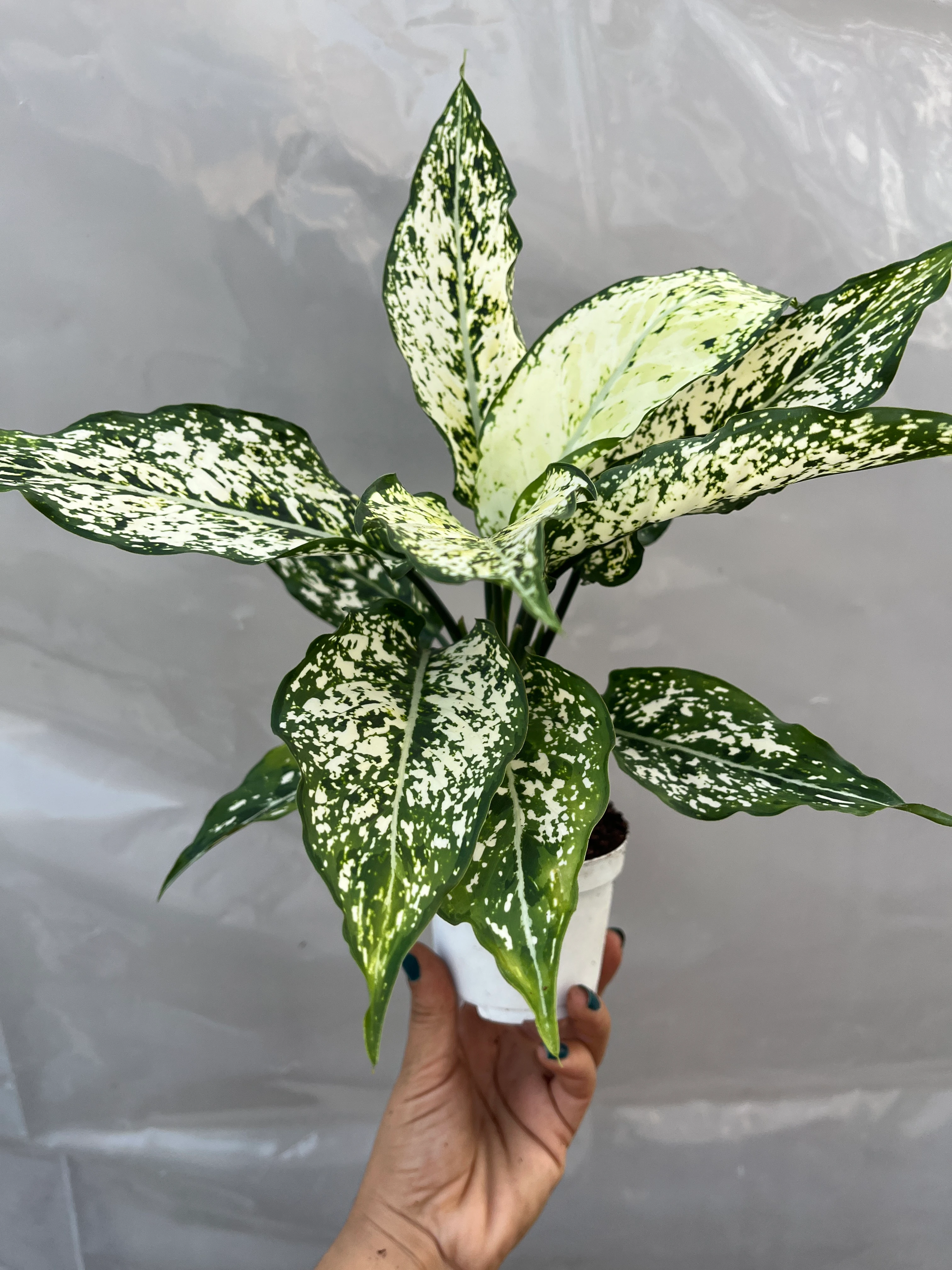 Aglaonema 1
