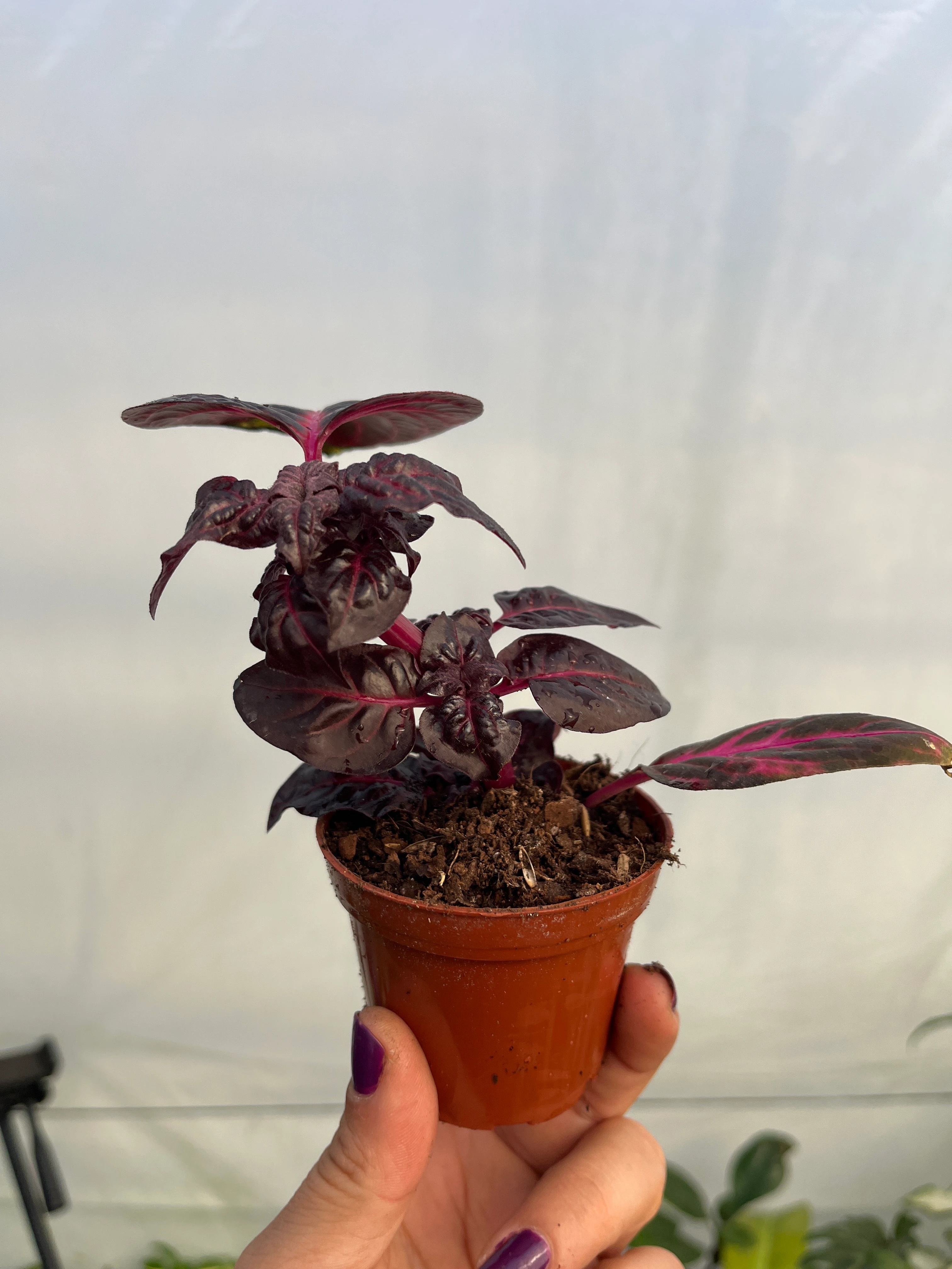 Çingene Şalvarı Bordo