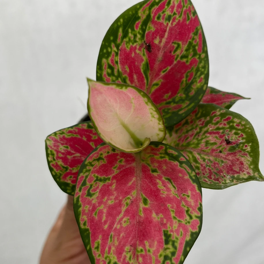 Aglaonema Fide boy