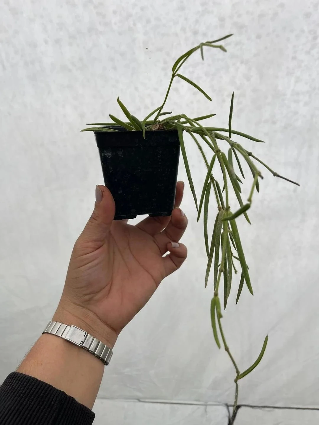 Hoya Linearis Mum Çiçeği 9luk Saksıda