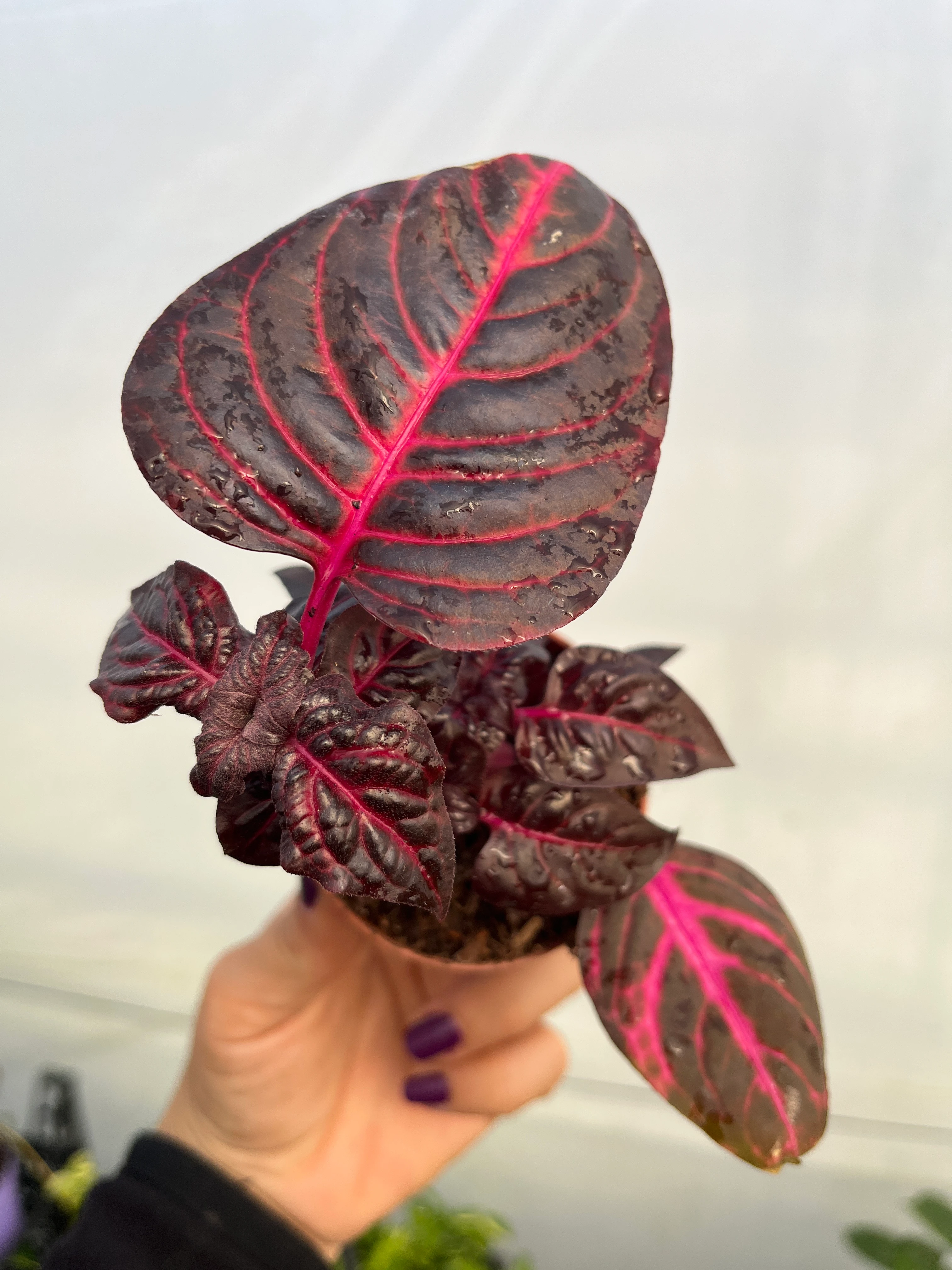 Çingene Şalvarı Bordo