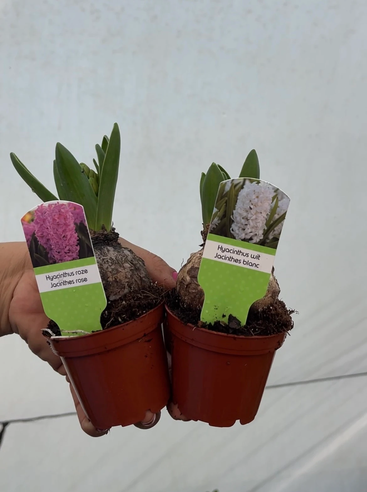 2 li Sümbül Kampanyası