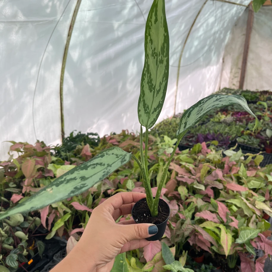 Aglaonema Fide