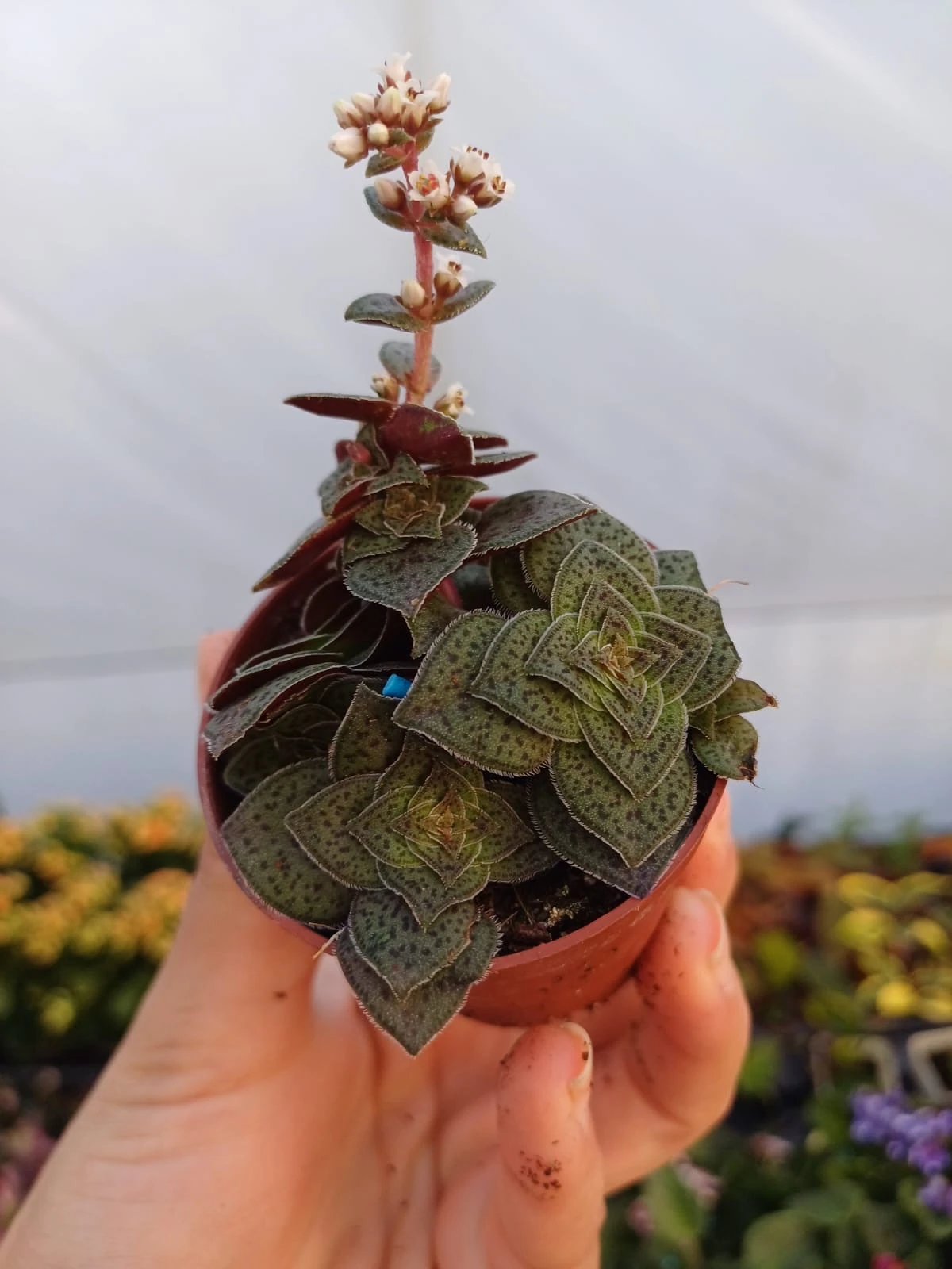 Crassula Exilis 