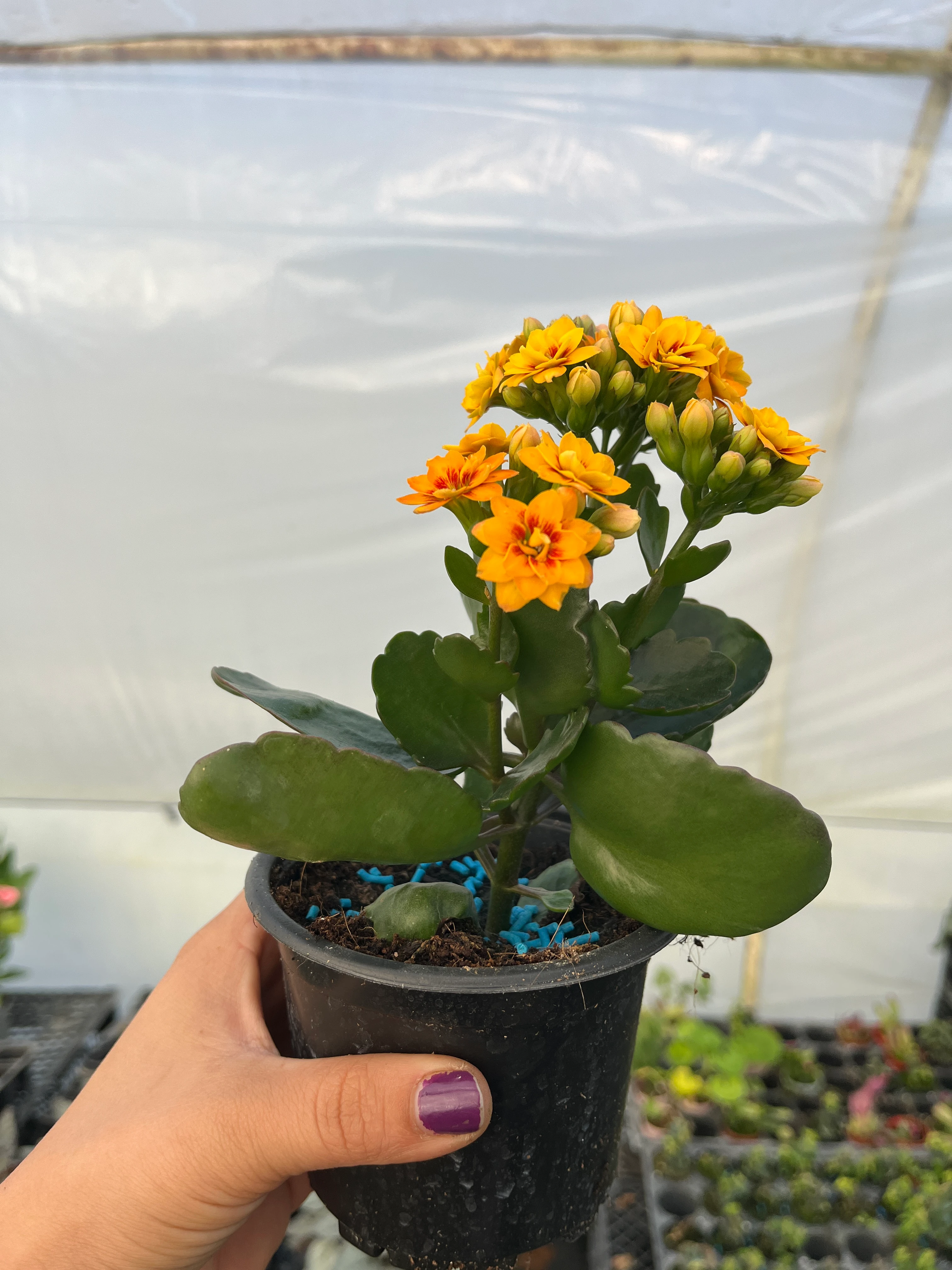 Kalanşo Mini Sarı Ebruli