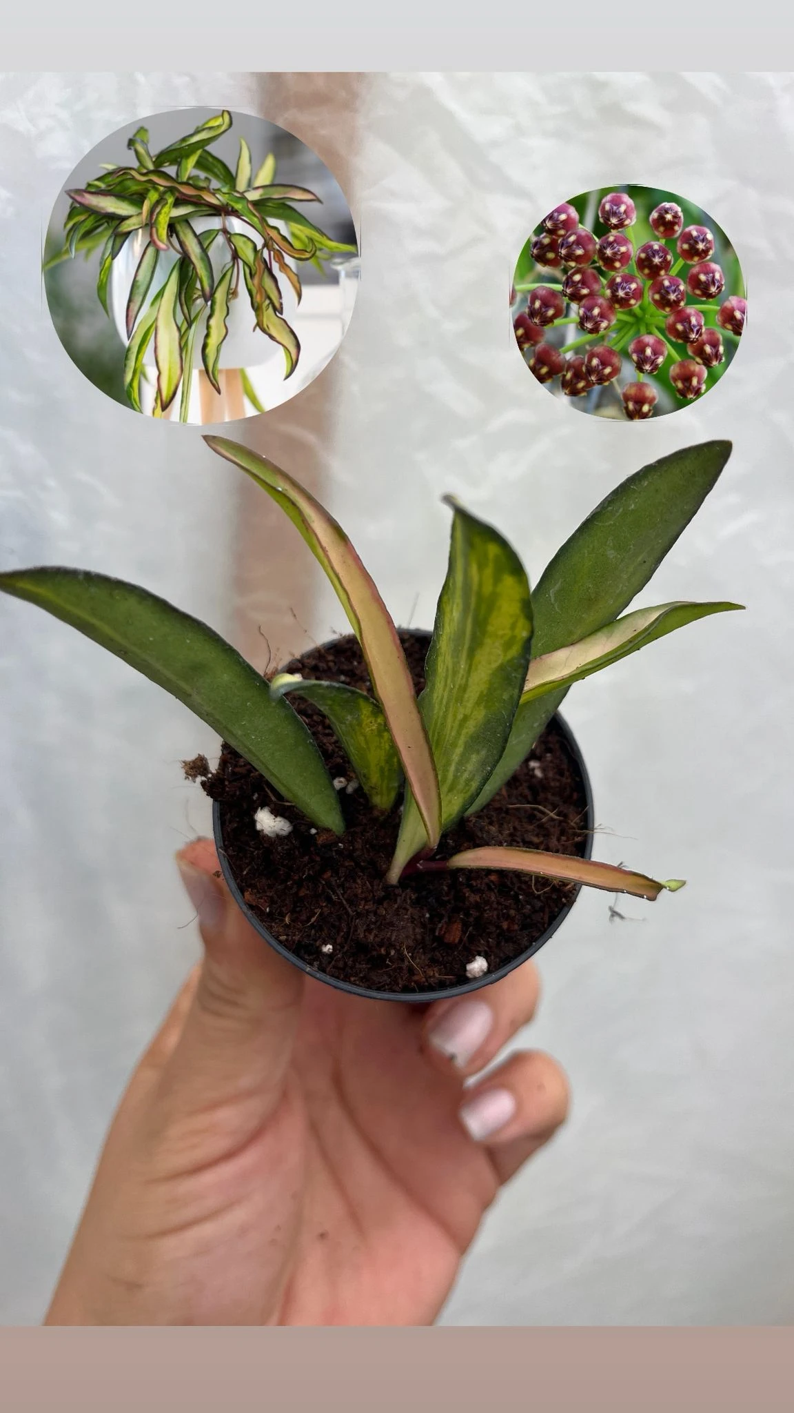 Hoya Wayetii Tricolor Mum Çiçeği Fidesi 5,5lik Saksıda 