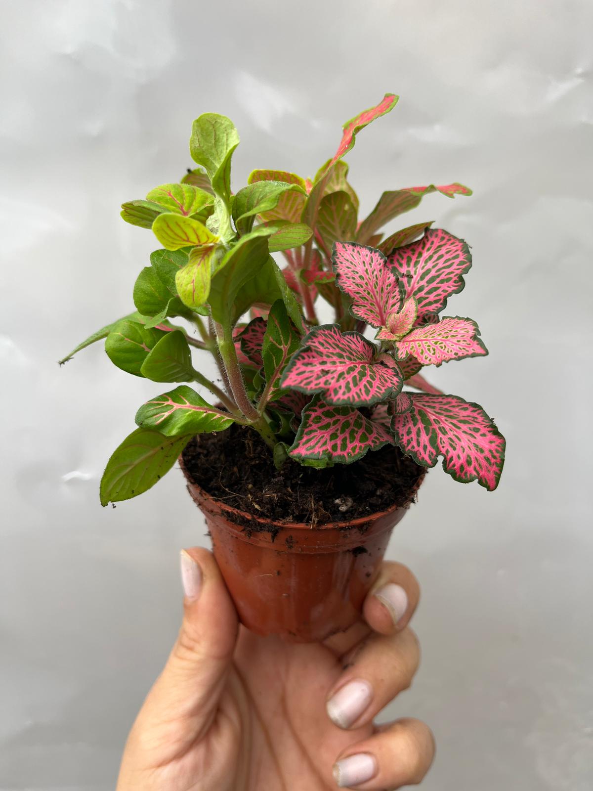 Fittonia 3 Renkli 8,5Lik Saksıda