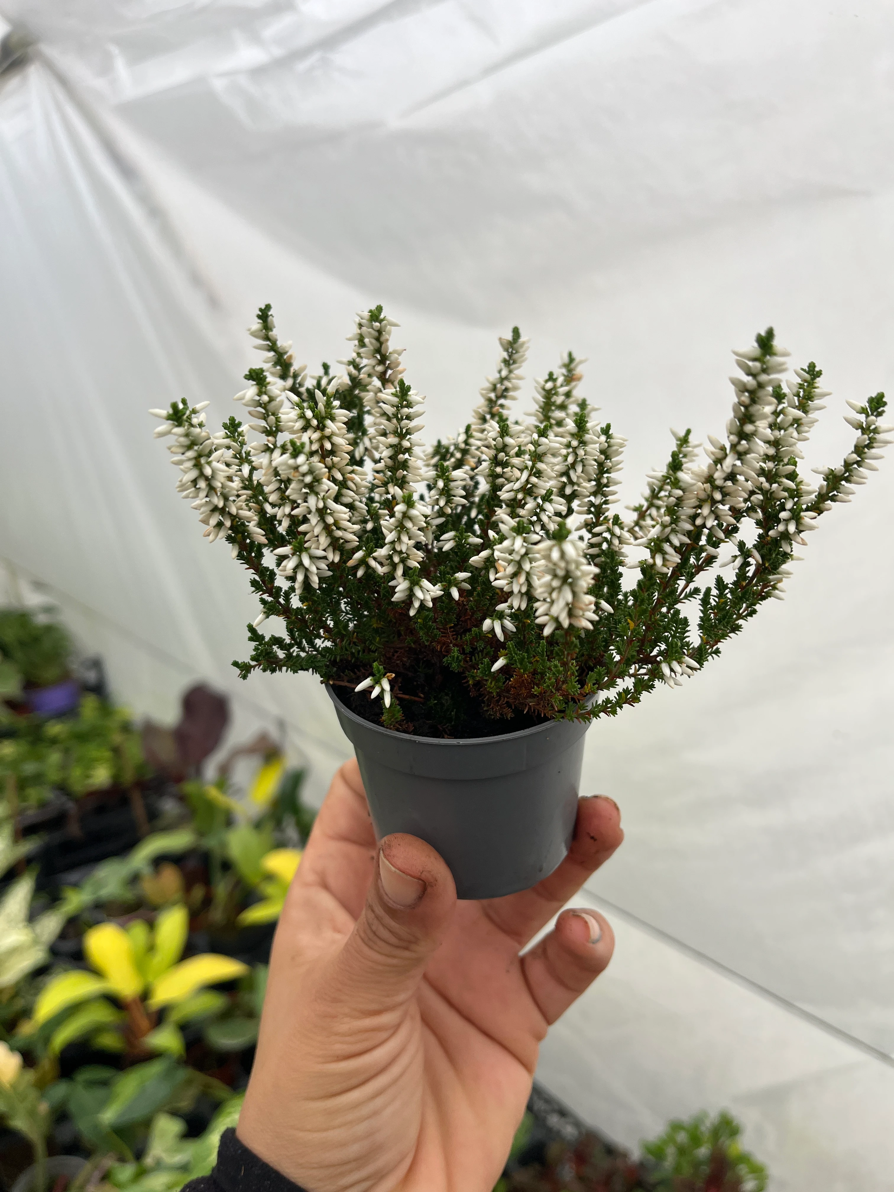 Erika Funda Çiçeği Beyaz