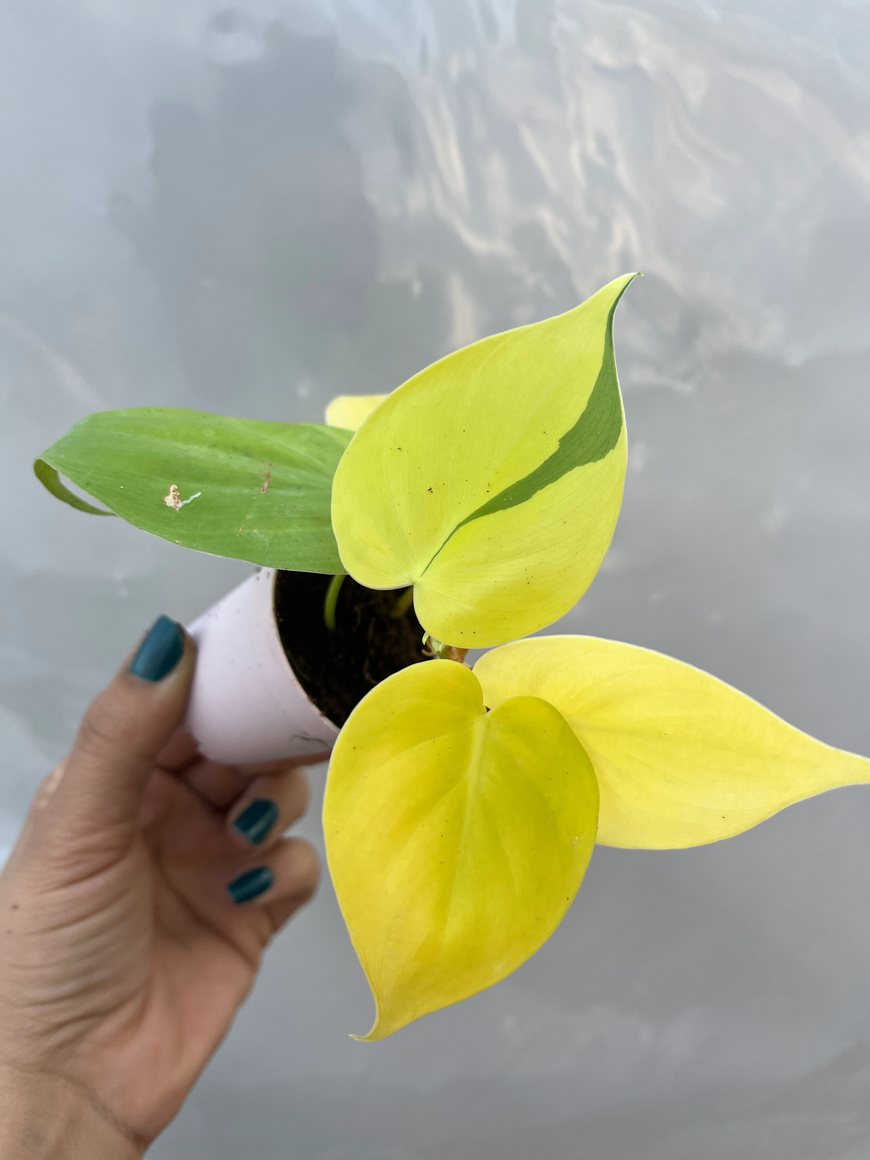 Philodendron Lime