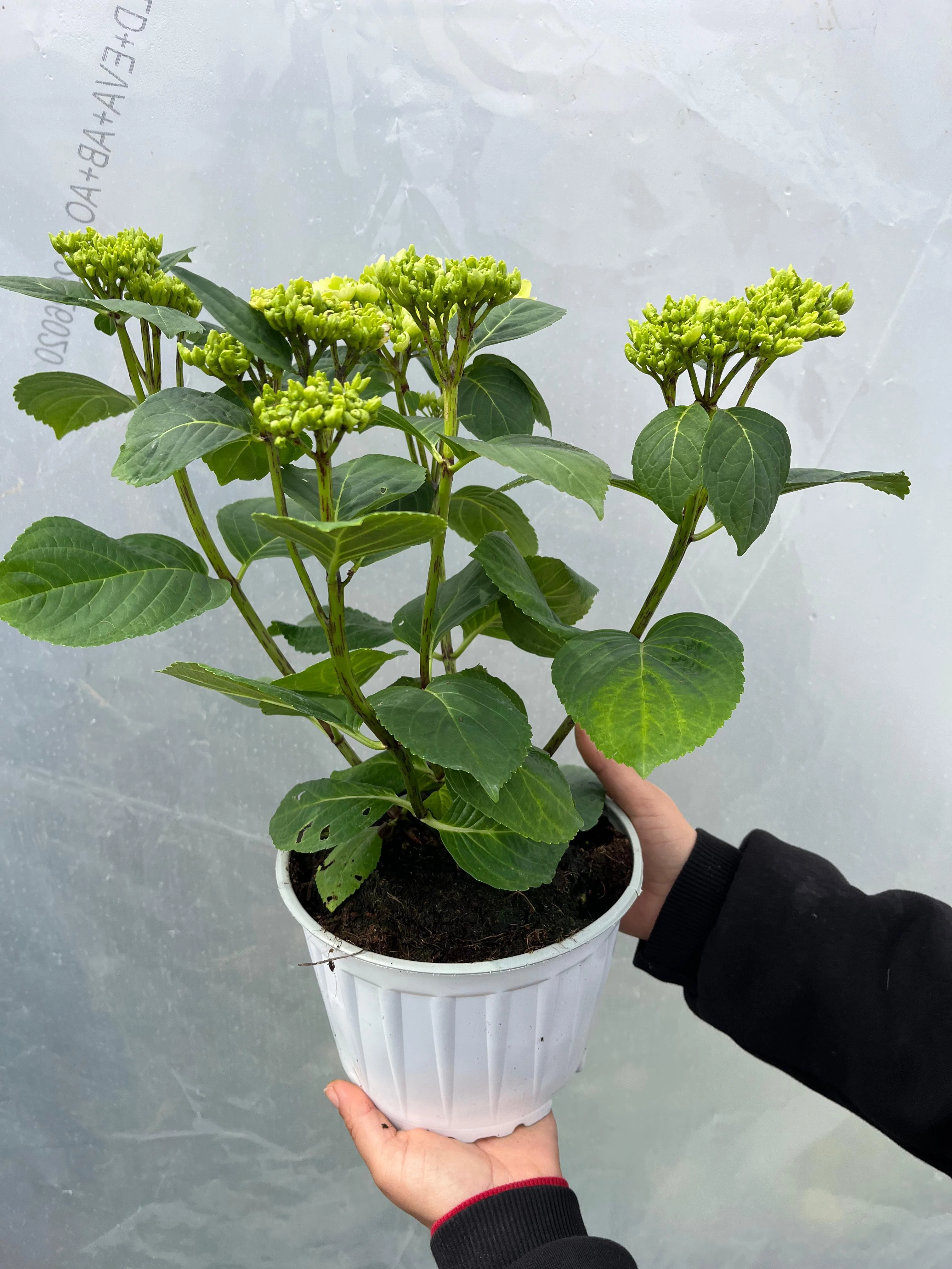 Ortanca Çiçeği Beyaz Hydrangea macrophylla 19luk Saksıda