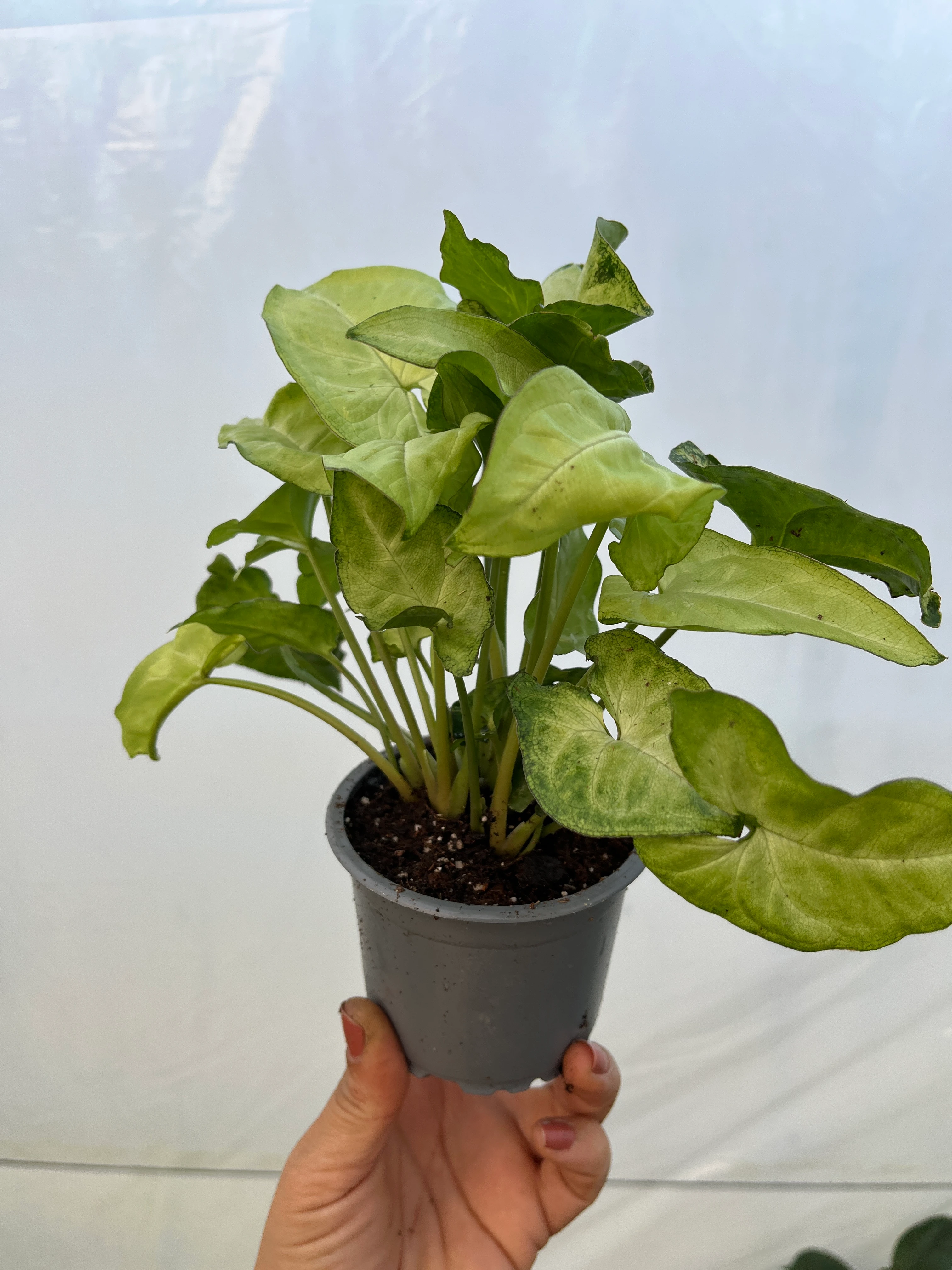 Syngonium Melek Kanadı White