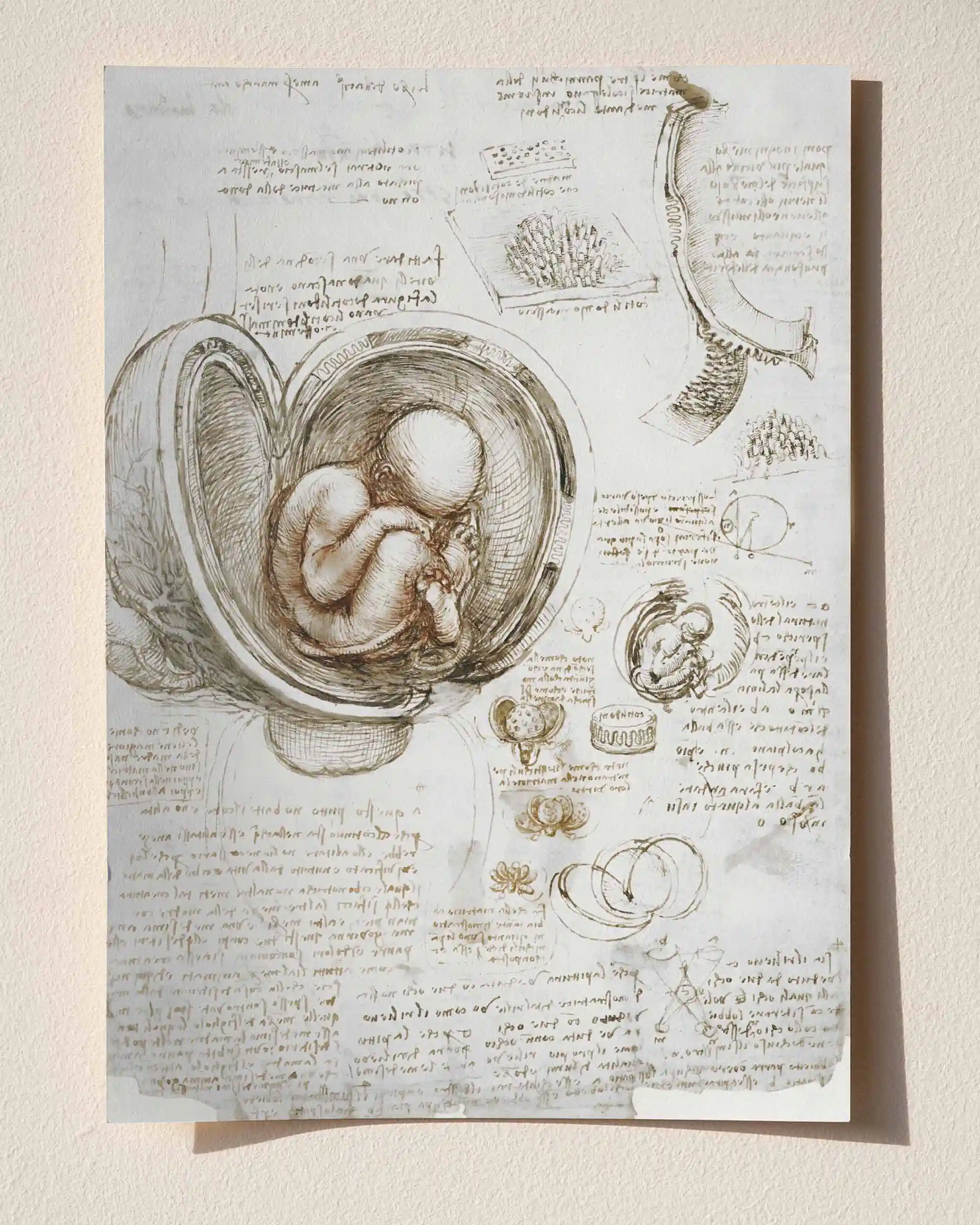 Leonardo da Vinci - Fetüs Çalışmaları (1510-1513) Anatomik Eskiz Sanat Tarihi Poster