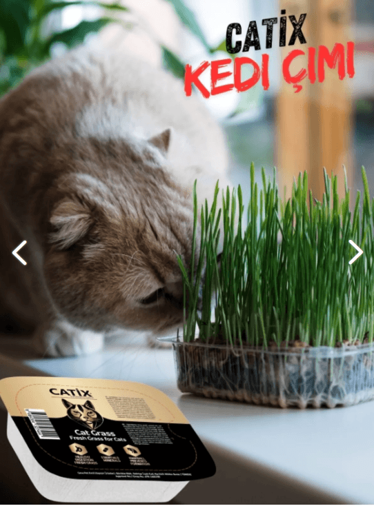 CATİX Cat Grass for Cats -%100 Doğal Kedi Çimi File HEDİYELİ (tüy Yumağı Önleyici)