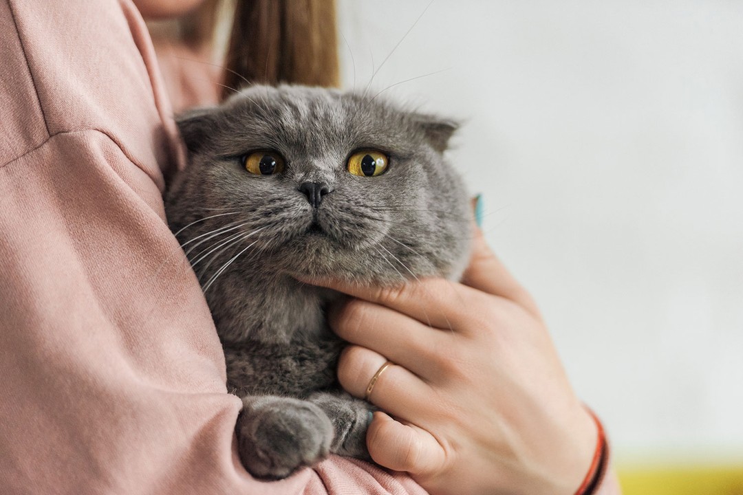 Sağır kedi sahiplenmek