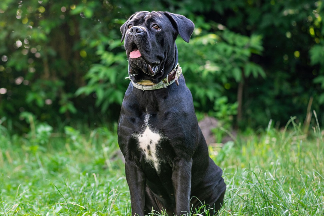 Cane Corso