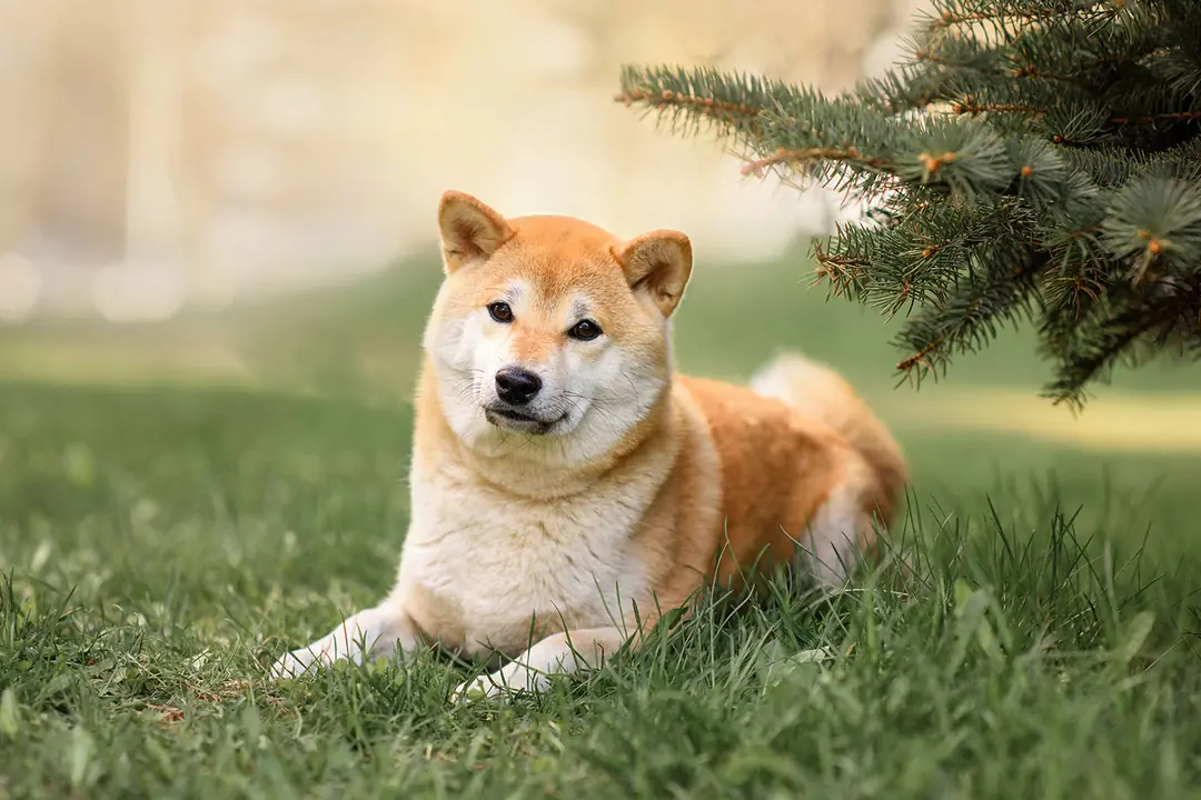 Shiba Inu Tarihçesi ve Kökeni Hakkında Bilmeniz Gerekenler
