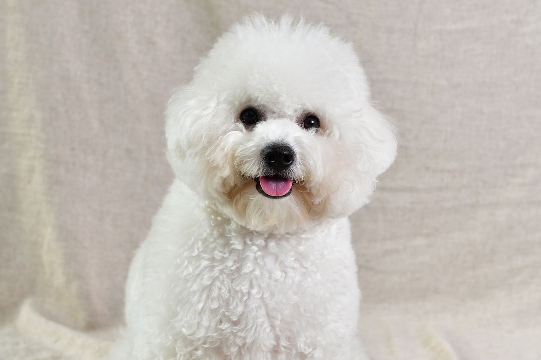 Maltese Terrier (Malta Köpeği)