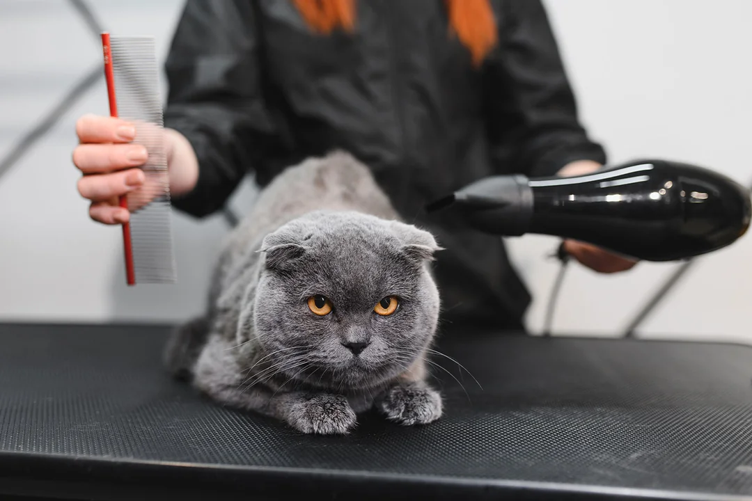 Scottish Fold Kedisinin Bakımı ve Pratik Öneriler