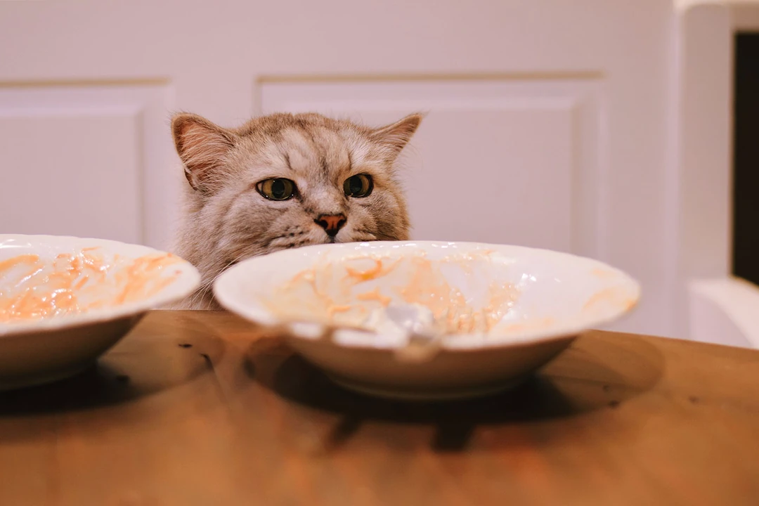 Kediler neden mama yemez