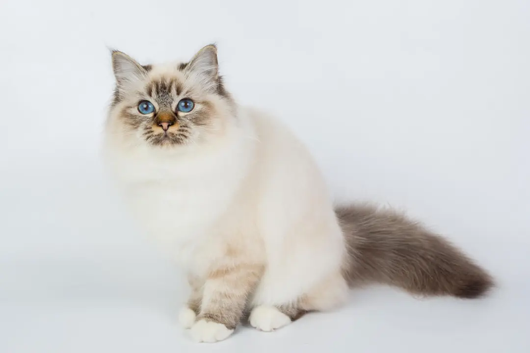 Birman (Birmanya Kedisi) Tarihçesi ve Kökeni Hakkında Bilmeniz Gerekenler