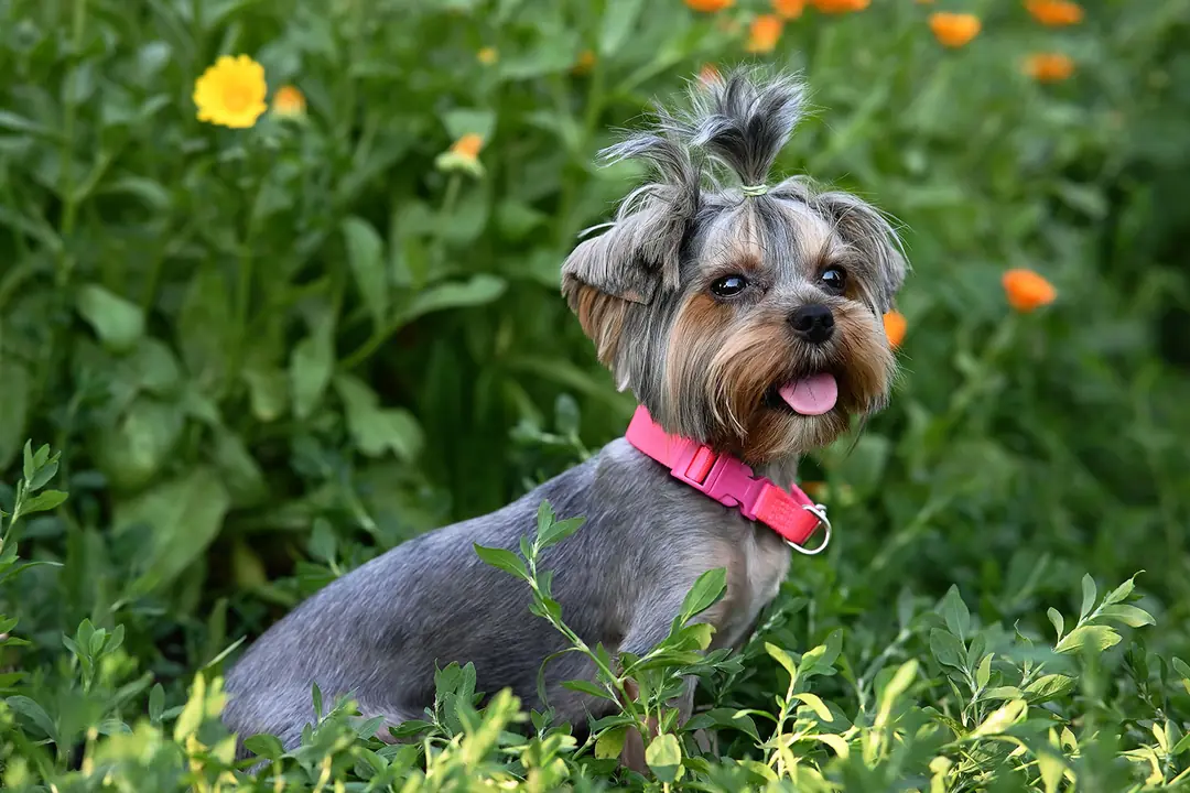 Yorkshire Terrier Eğitimi