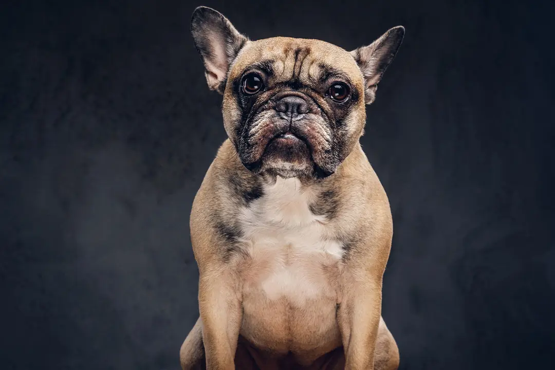 French Bulldog Köpeği Eğitimi&nbsp;