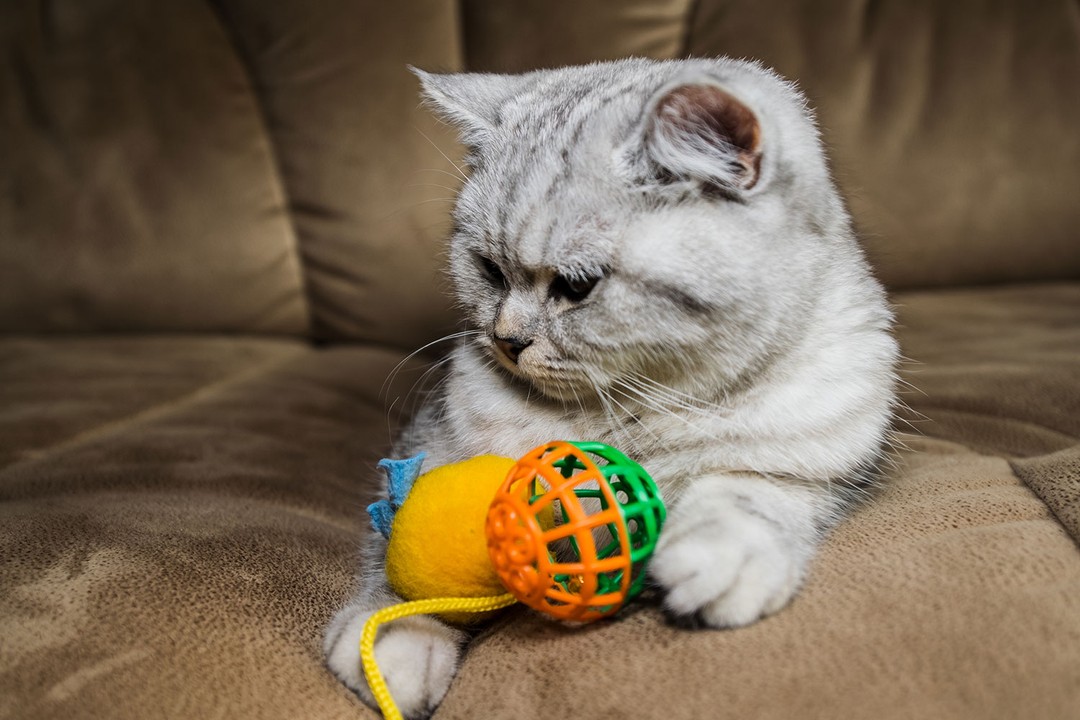 En iyi kedi oyuncakları