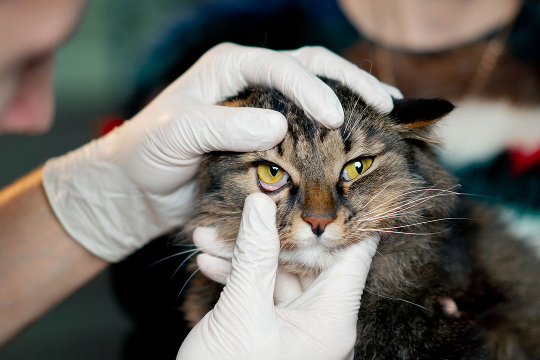 Kedi Gözü İltihabı