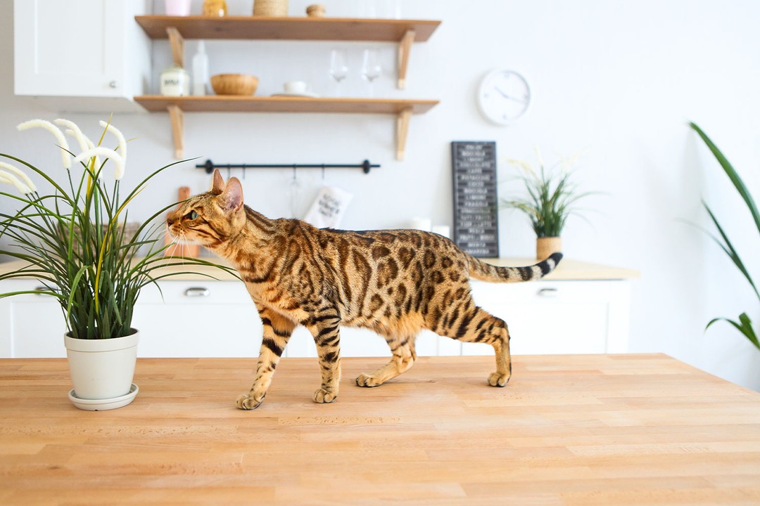 Bengal Kedisi